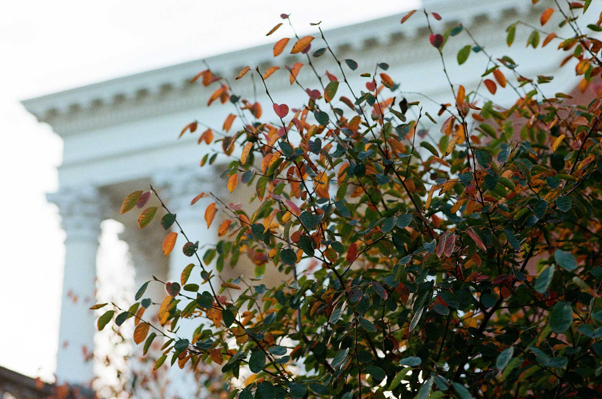 A side view of the Rotunda with fall leaves in the foreground