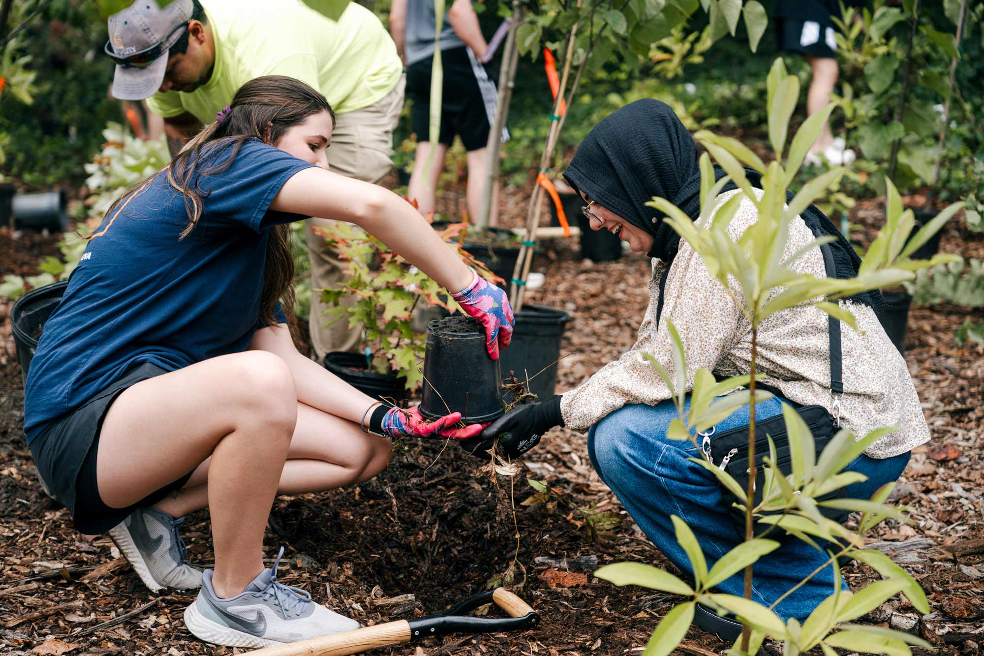 Two students work together to plant a small tree