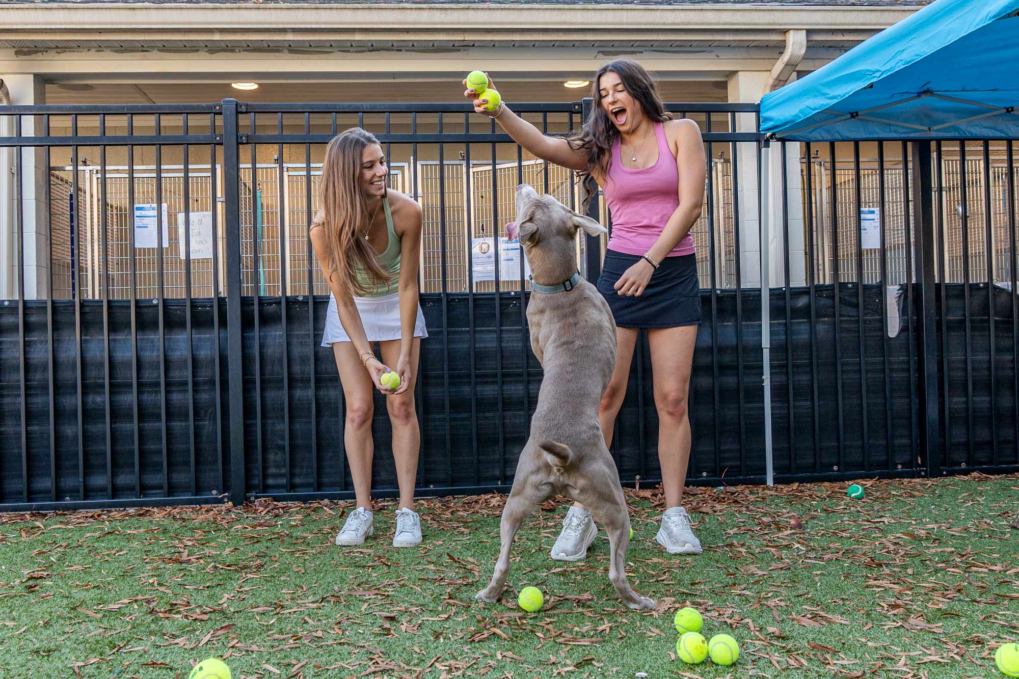 Banjo jumping for a tennis ball