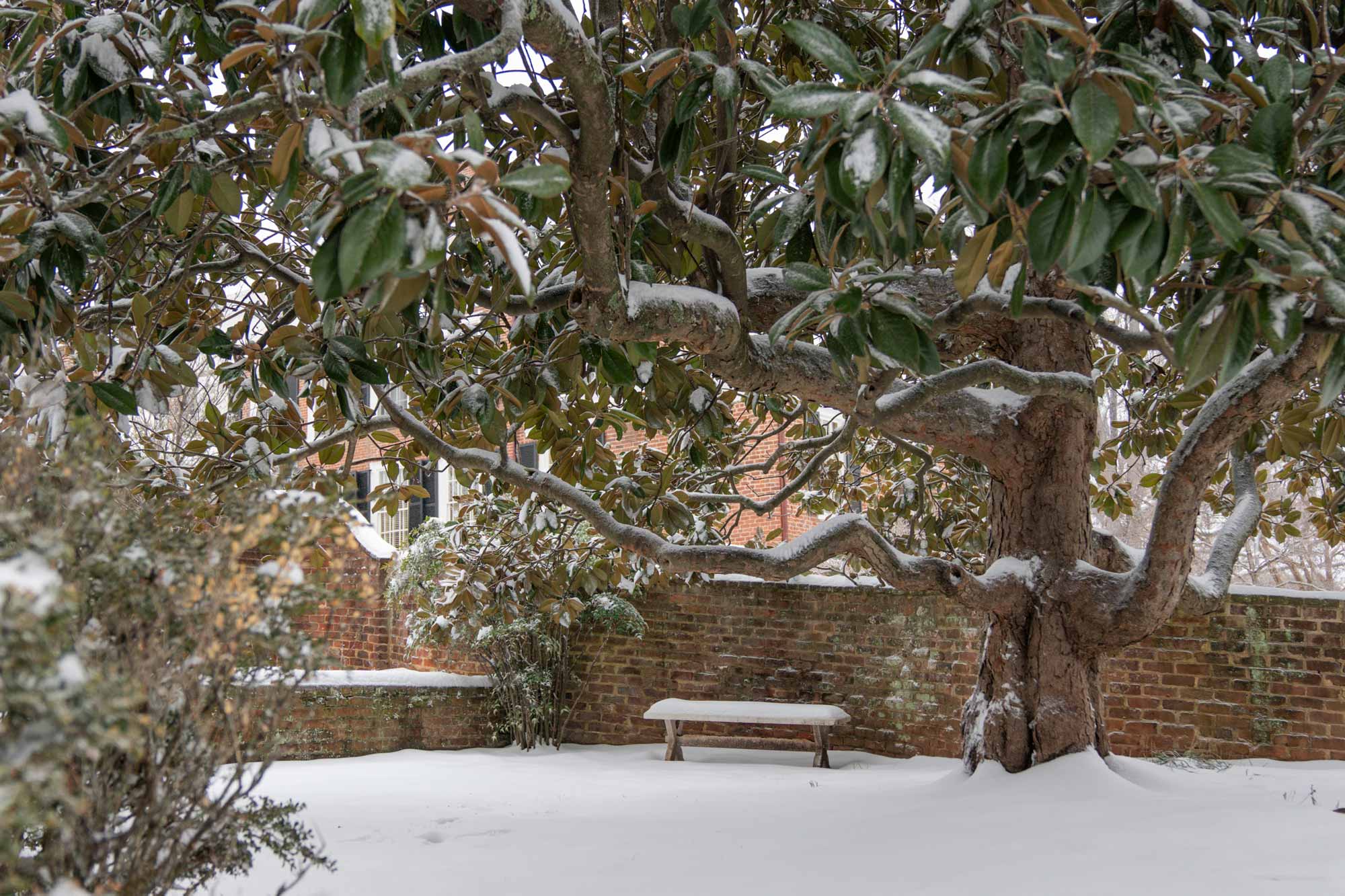 UVA garden snowed over