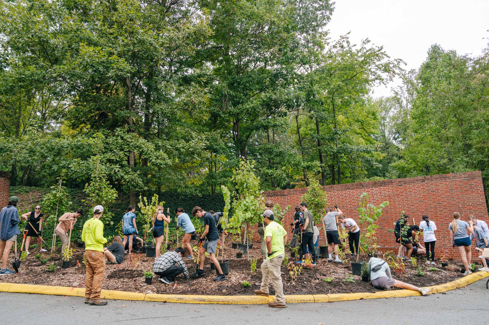 A wide shot of the whole crew of students working together on this forest patch