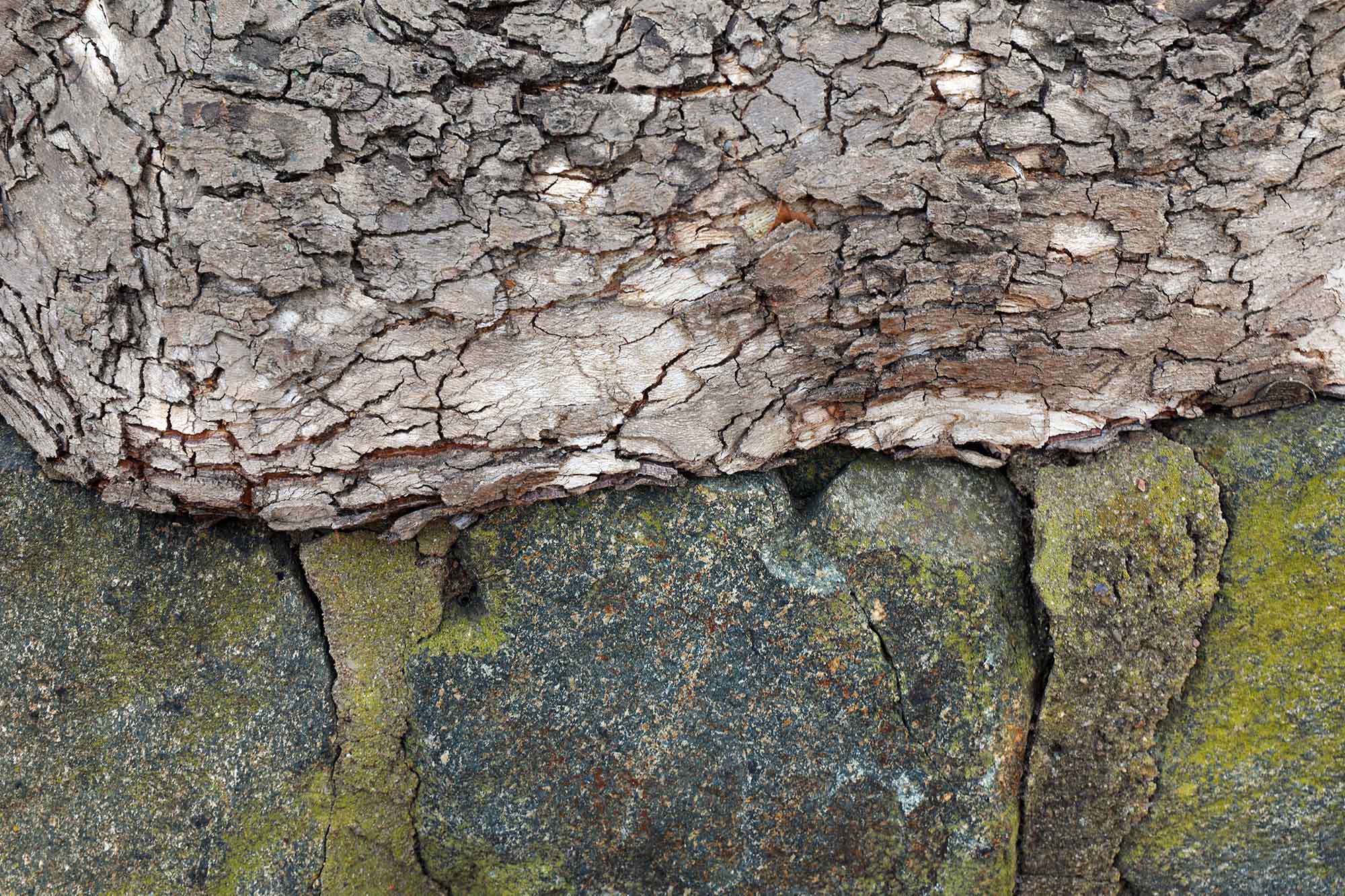 Close of a sycamore tree enveloping a stone wall