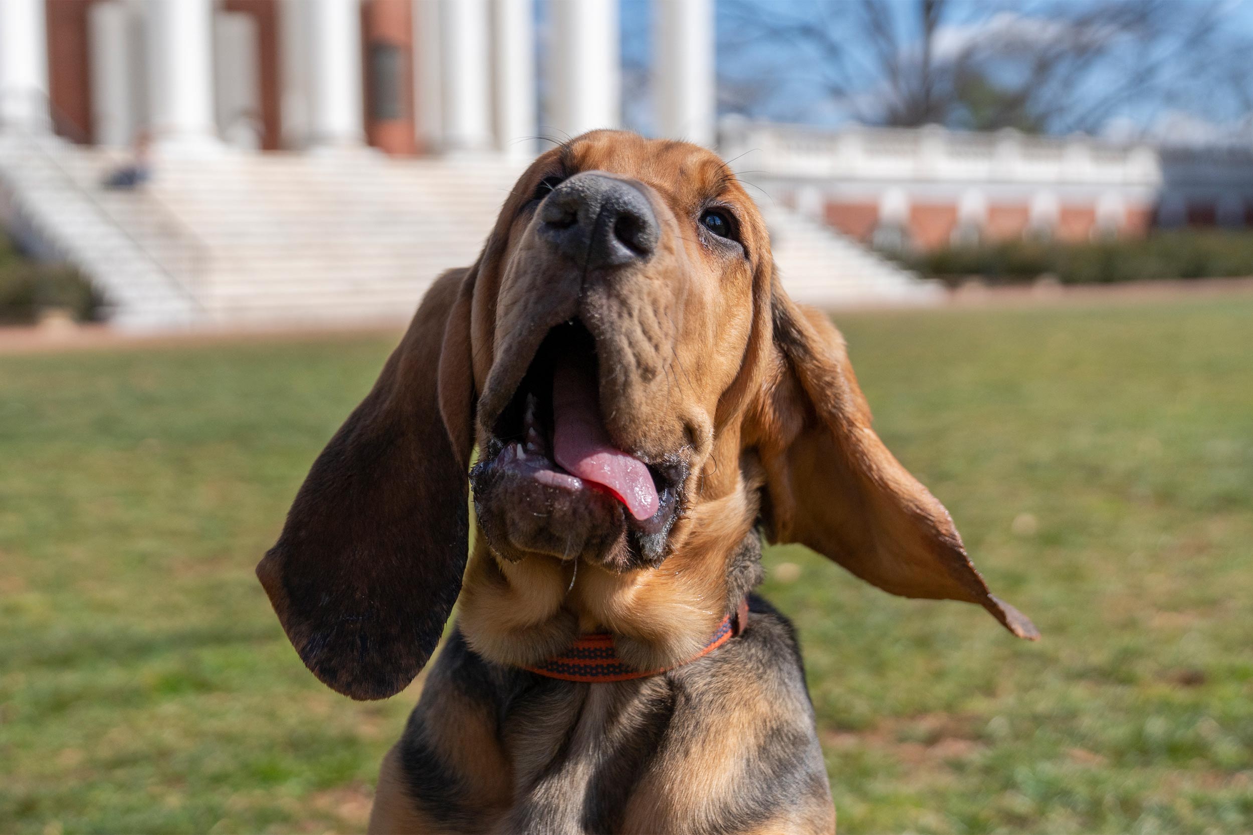 Portrait of Maggie, the bloodhound
