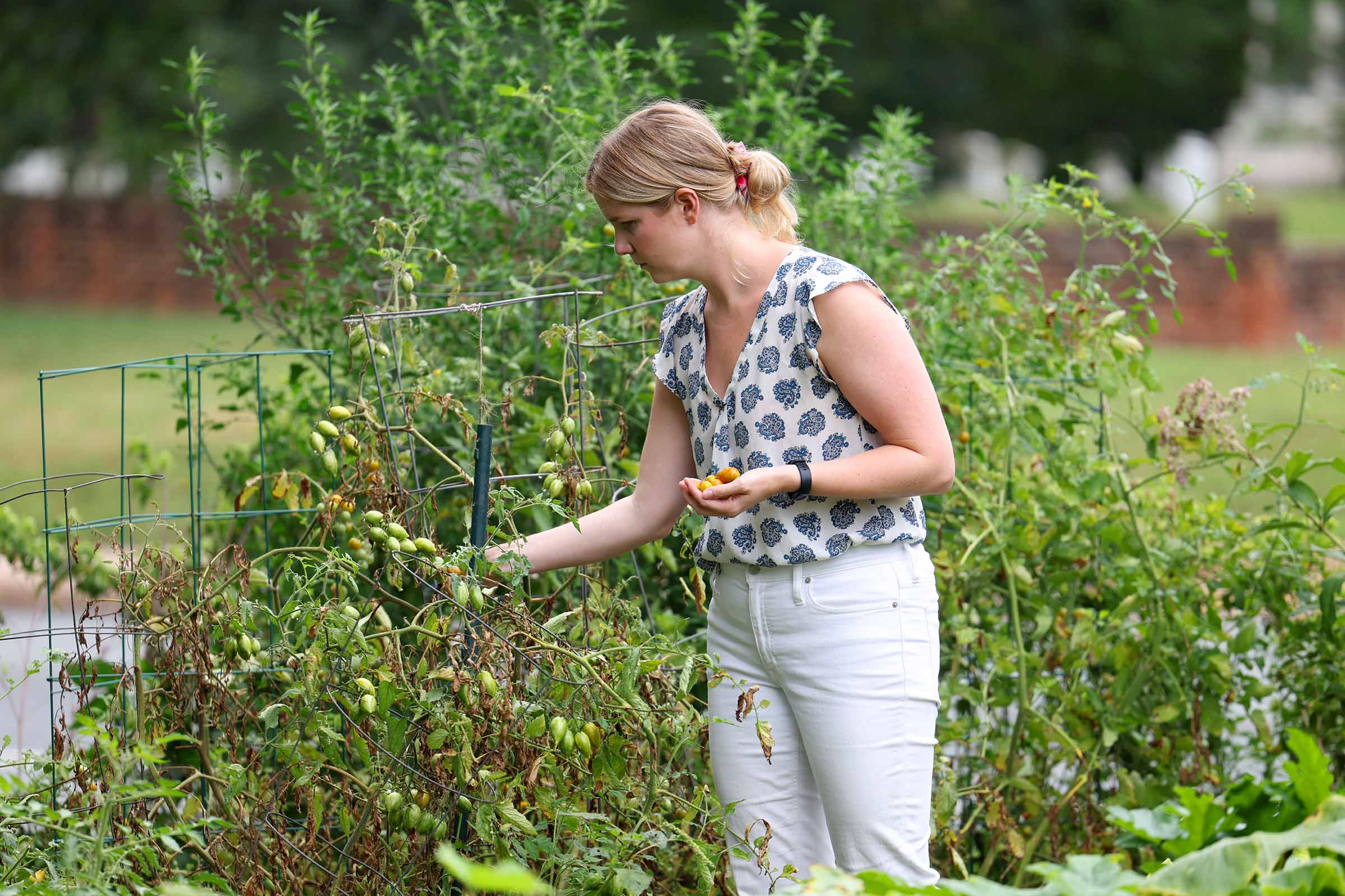 Lela Garner, sustainability manager for student outreach and engagement for UVA’s Office for Sustainability, selects tomatoes in the student garden. 