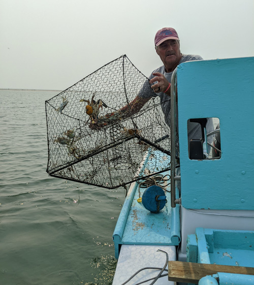 Someone removing a crab from a crab pot