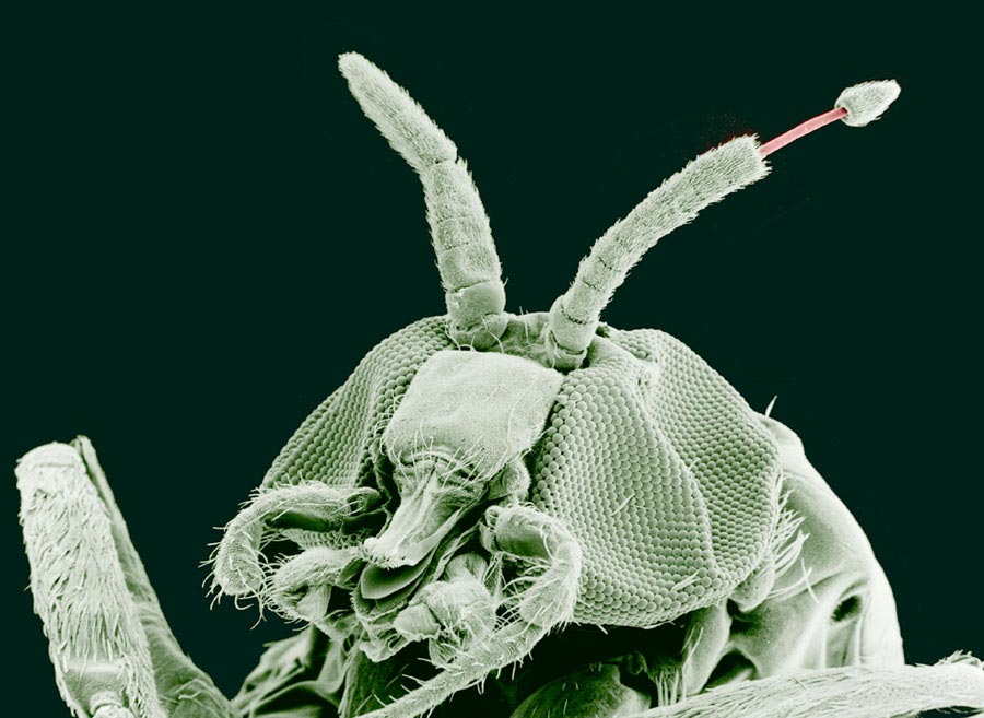 Close up of a parasite