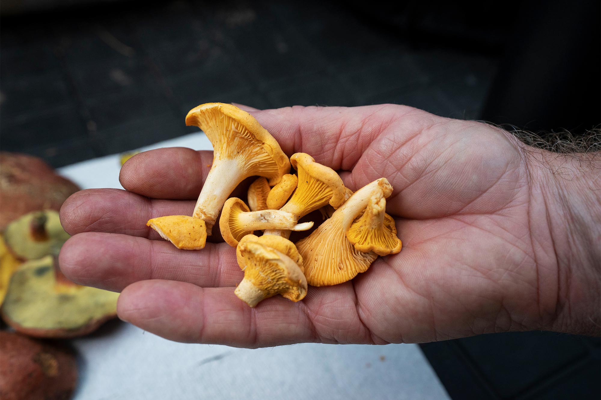 A hand holds several yellow, frilly mushrooms