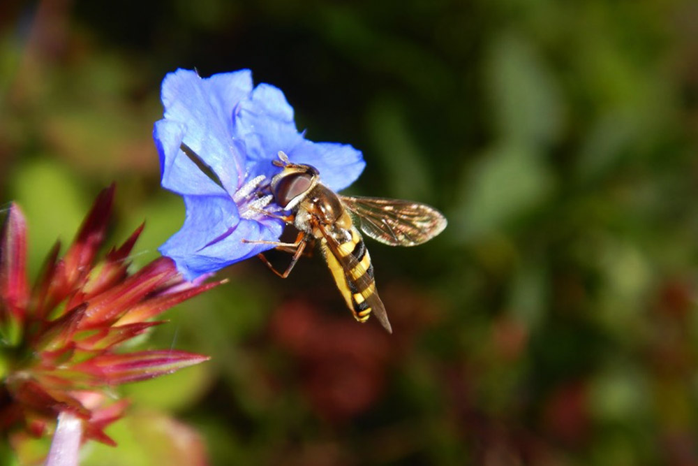 A black and yellow striped hoverfly pollinates a blue flower