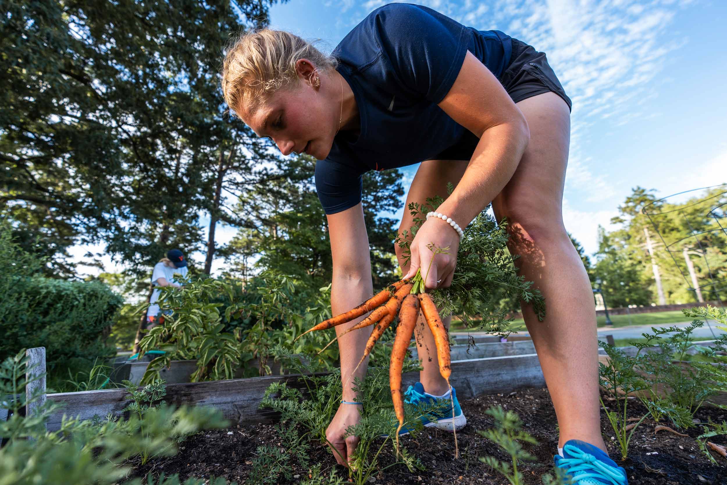 A woman in a blue shirt and short pants pulls carrots from a garden bed.