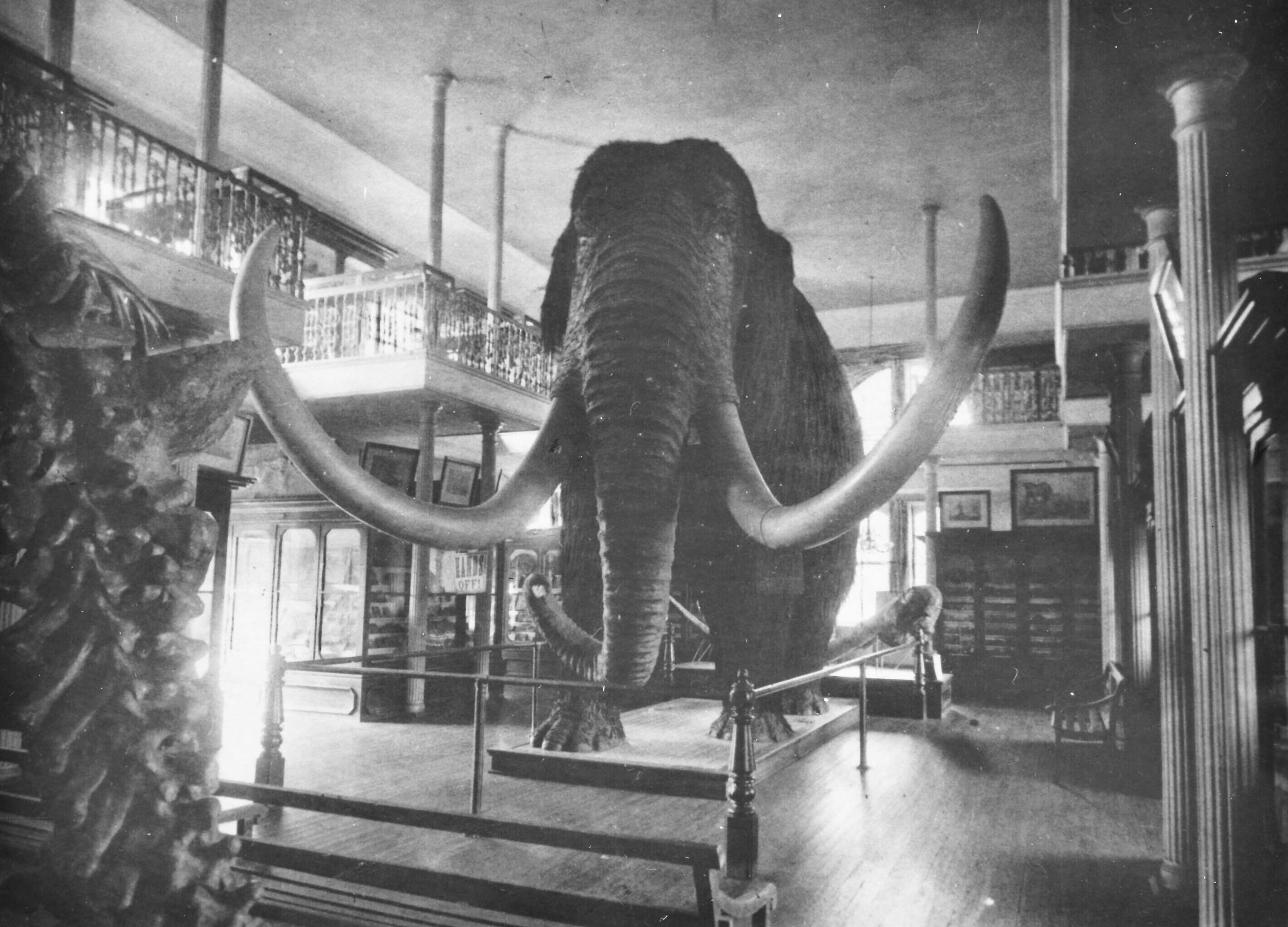 woolly mammoth in Brooks Hall