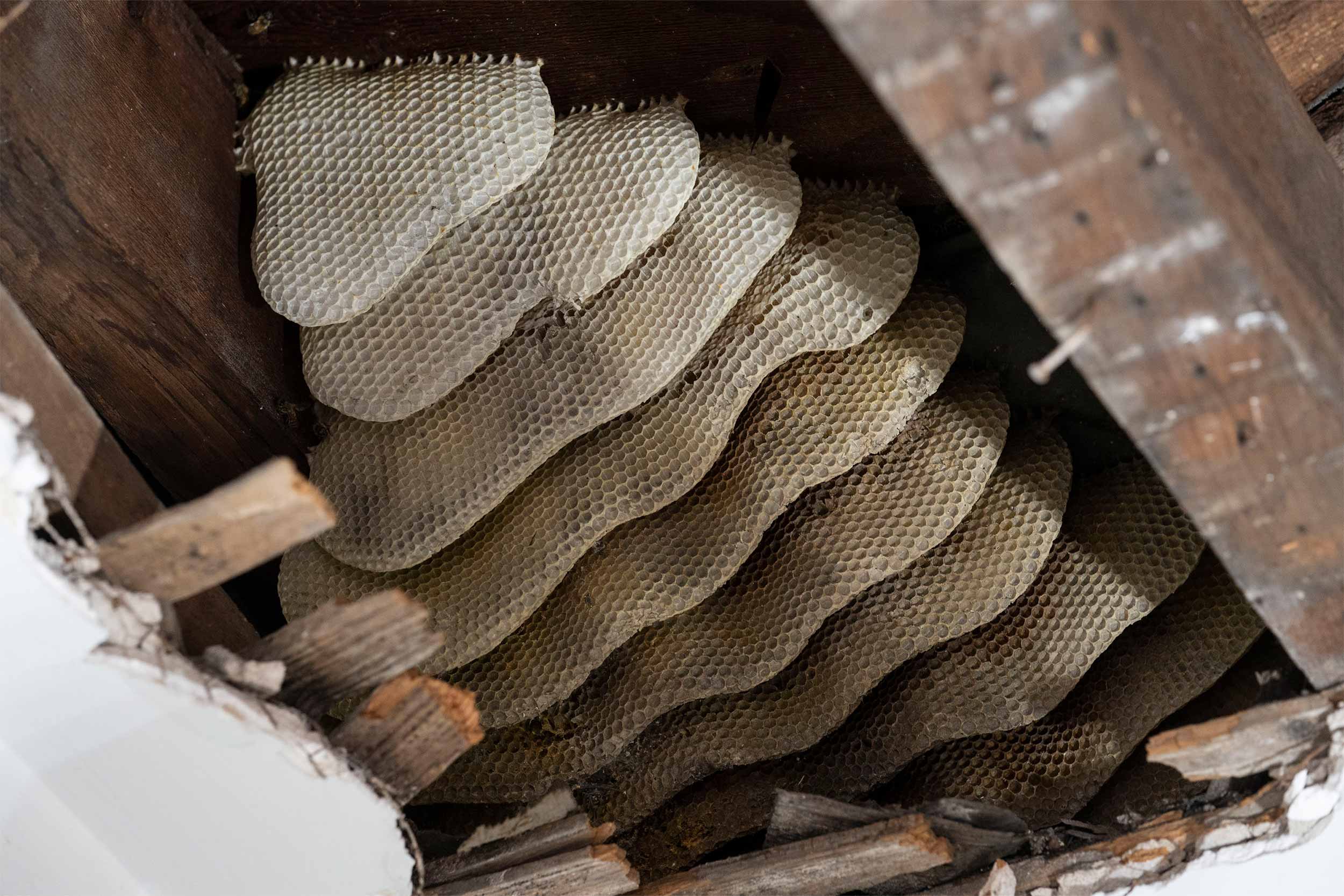 Close up of the honeycomb layers