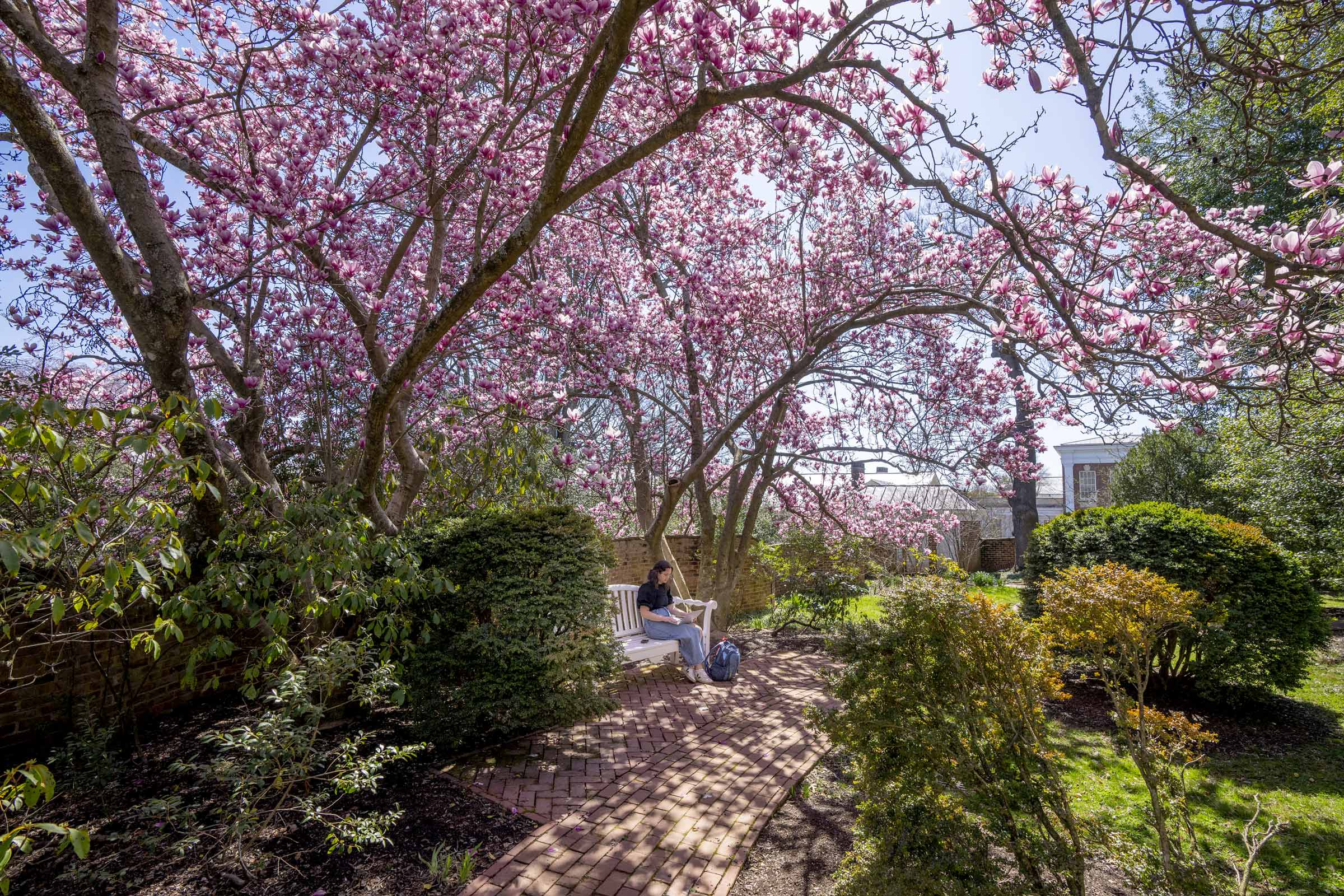 Pink blooms arch over a student studying on a park bench