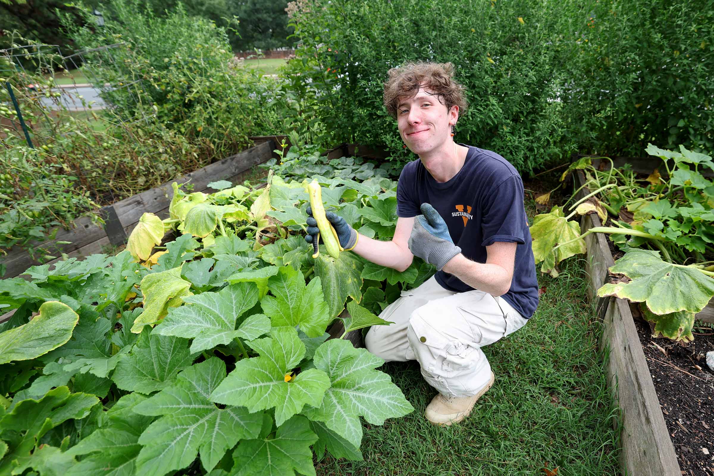 Gavin Crigger, a sustainability student employee, picks a zucchini in the Alderman/McCormick student garden. 