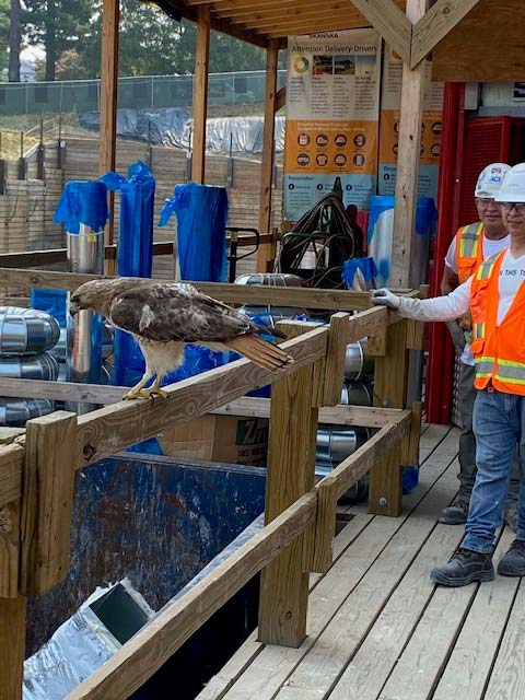 A hawk, perched on a temporary wooden railing, looks down at the construction site. Several men in safety vests and hardhats look on.