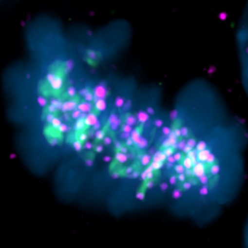 Bright pink dots on a cloudy bright green and dark blue background