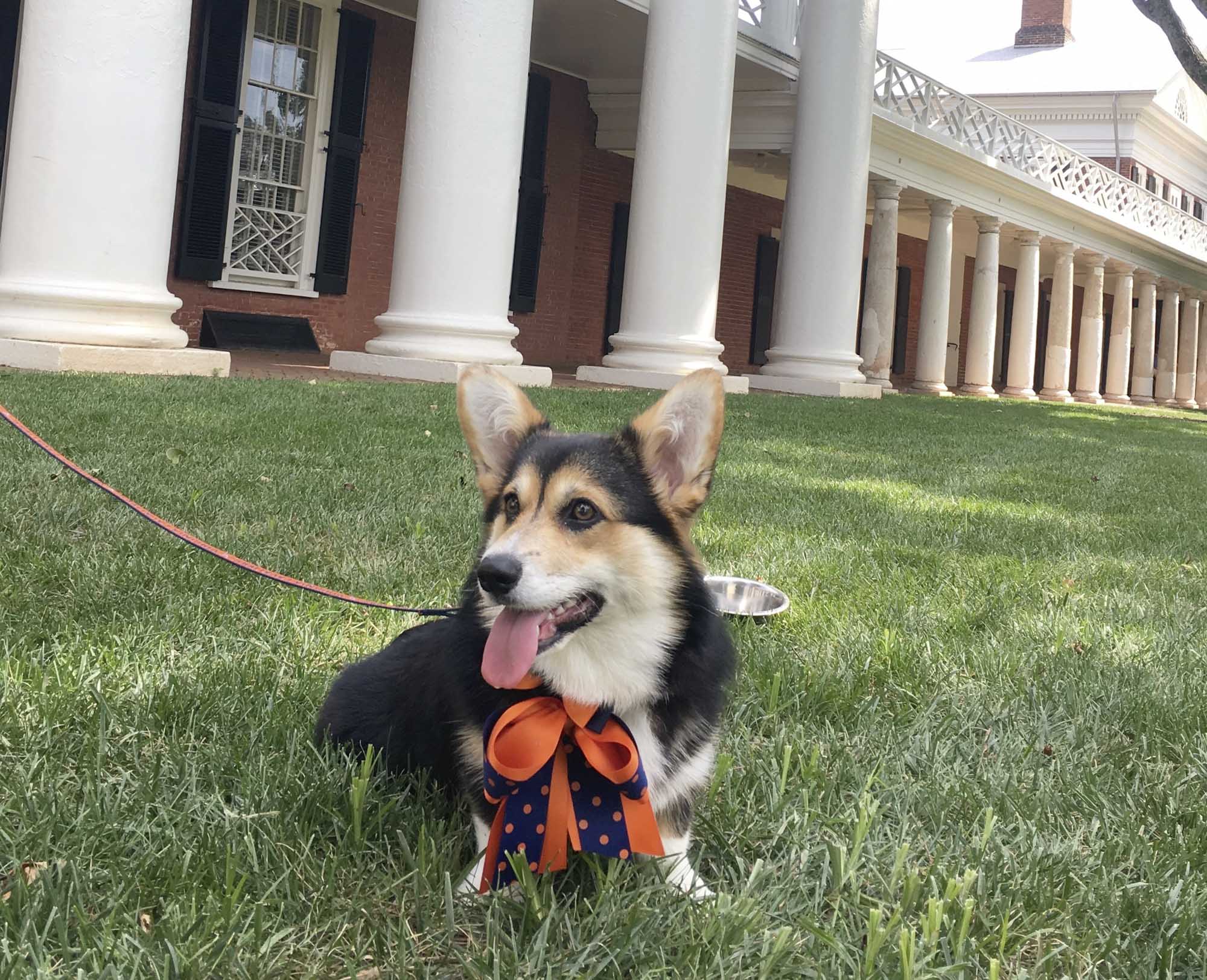 A black, brown and white corgi in an orange and blue bowtie sits on the Lawn
