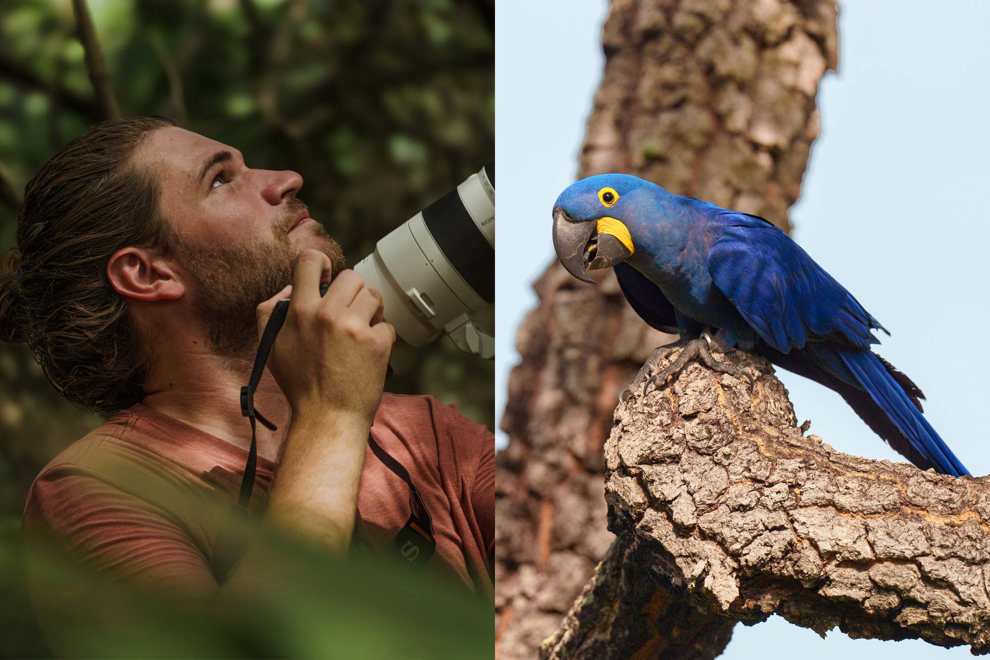 Henry Maillet in a jungle looking up holding his camera, left, a blue macaw on a branch, right