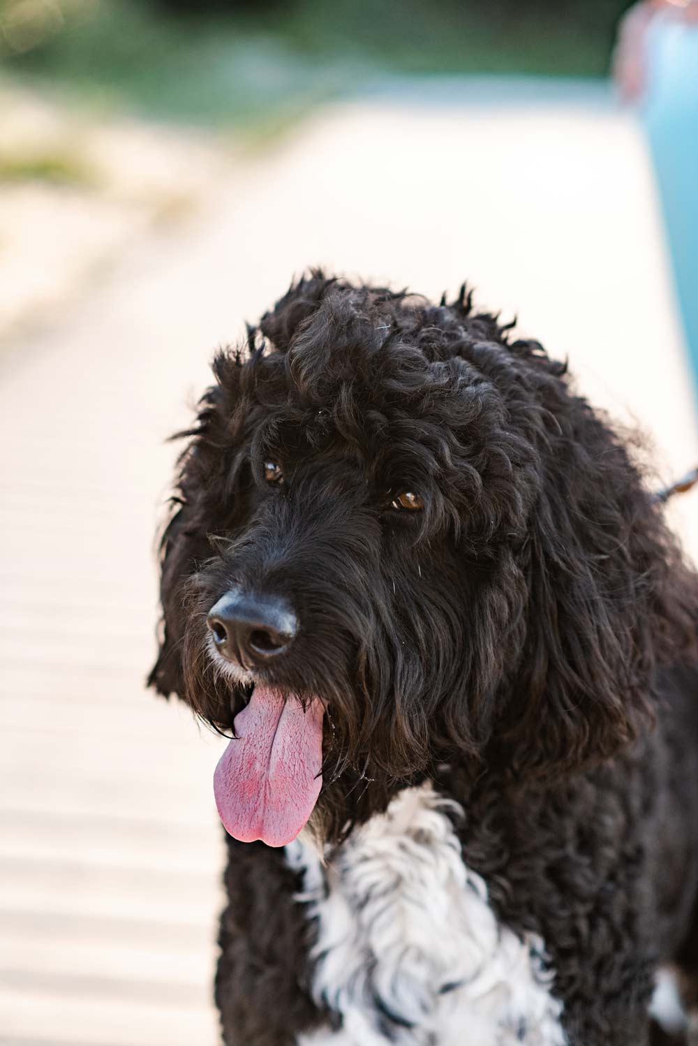 Kemba the labradoodle sits with his tongue hanging out