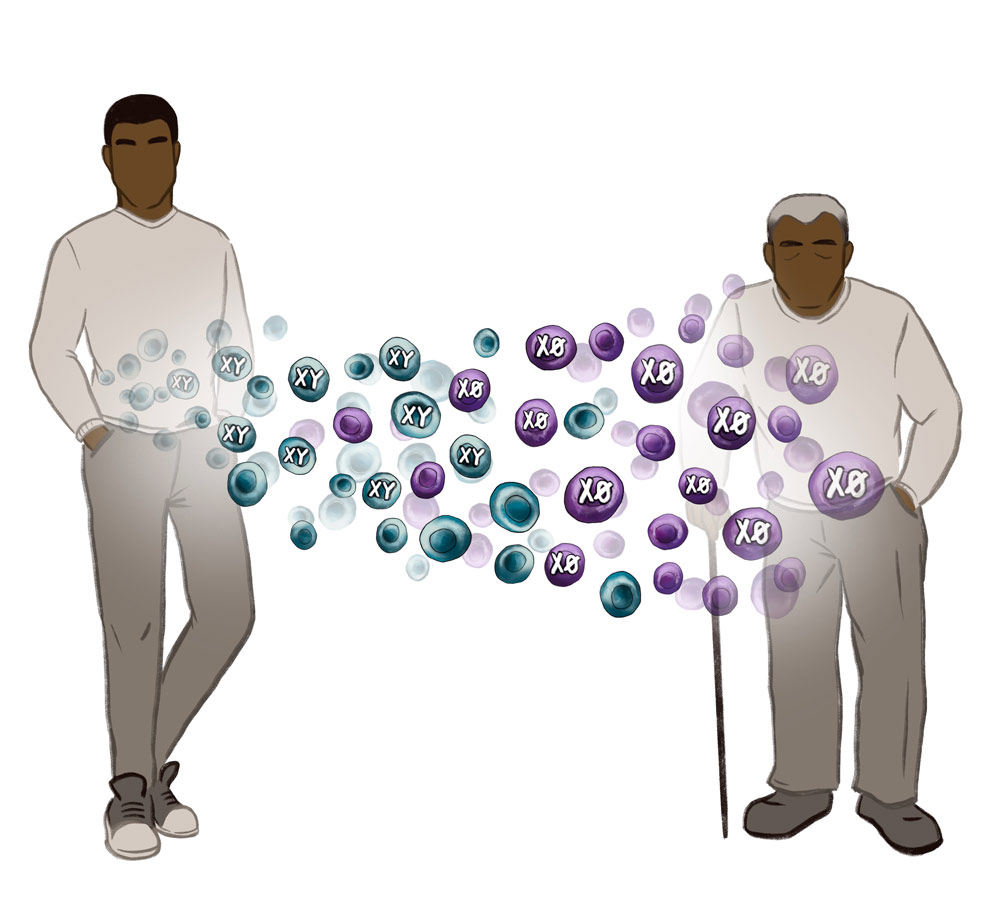 An illustration of a young man and an old man with blood cells passing between them and the XY cells slowly disappearing.