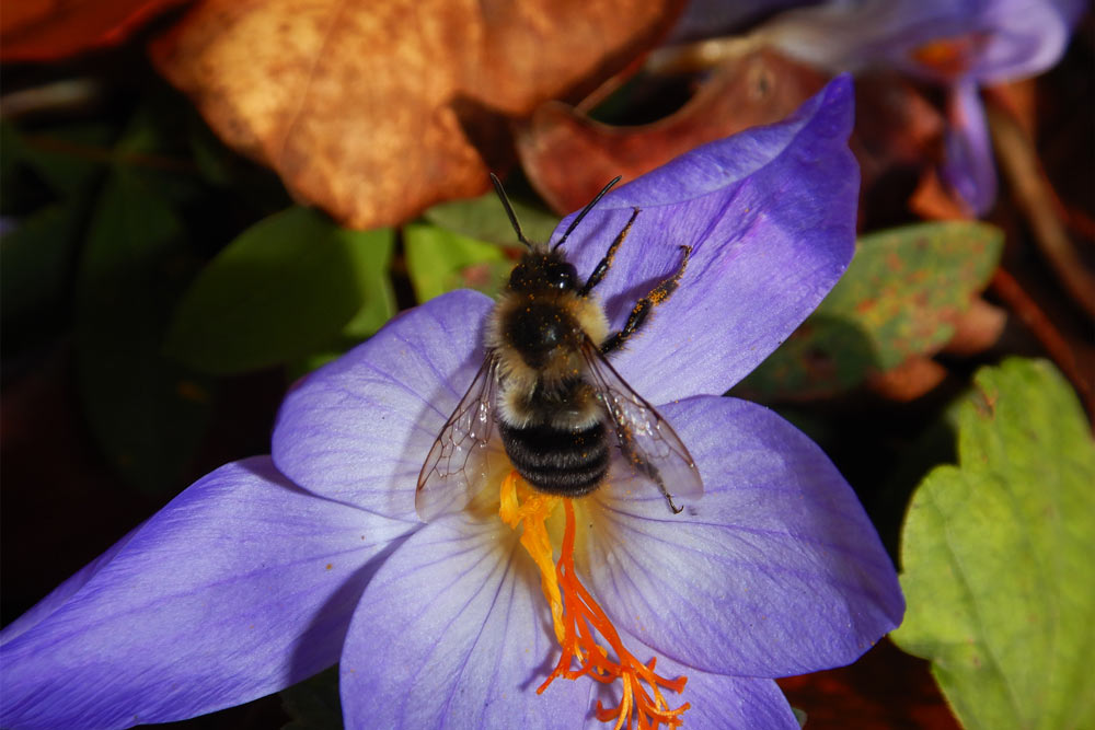 A fuzzy, black and yellow striped bee lands on a purple flower