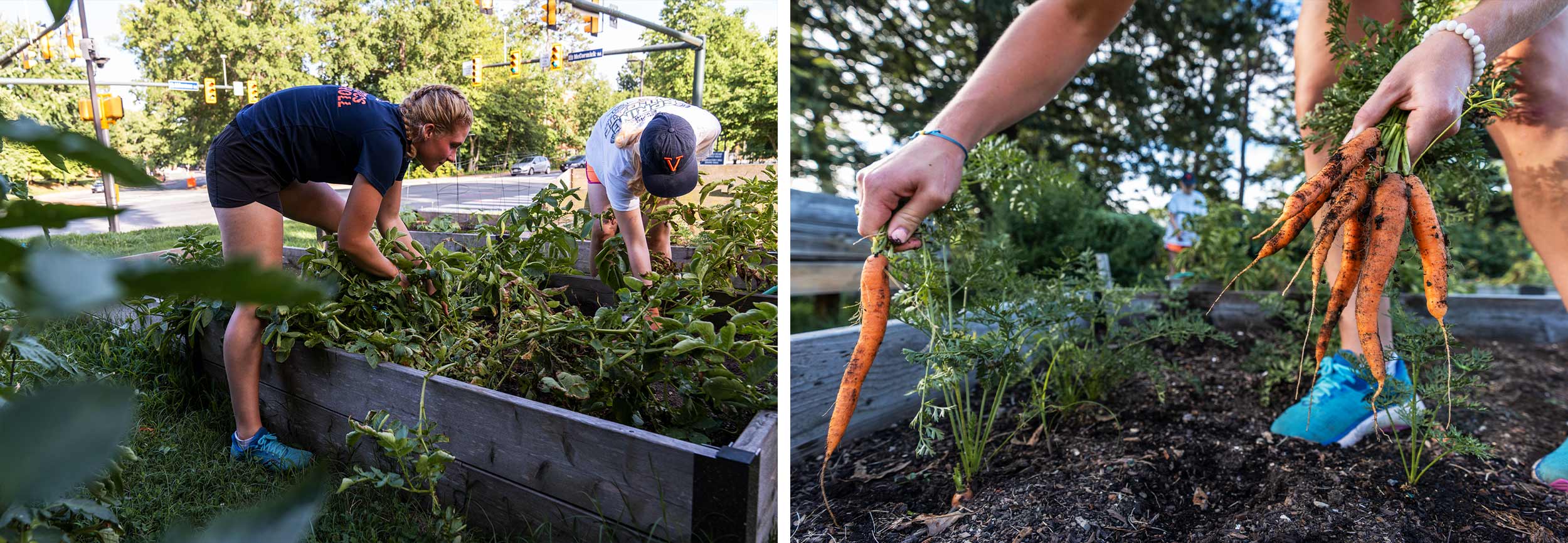 Two college students pull ripe carrots from a garden bed.