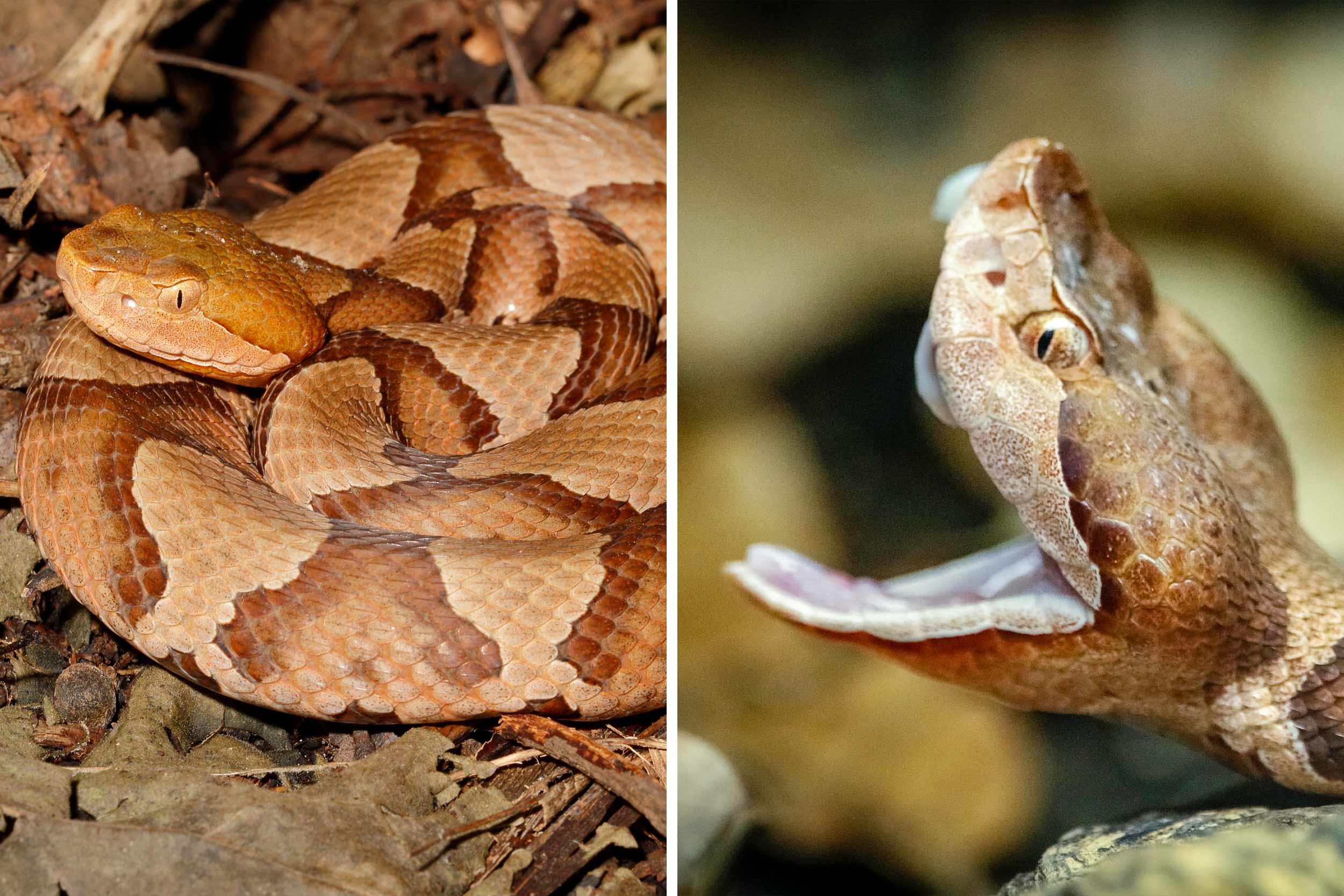A copperhead snake lies coiled in leaves and a copperhead snake opens its mouth