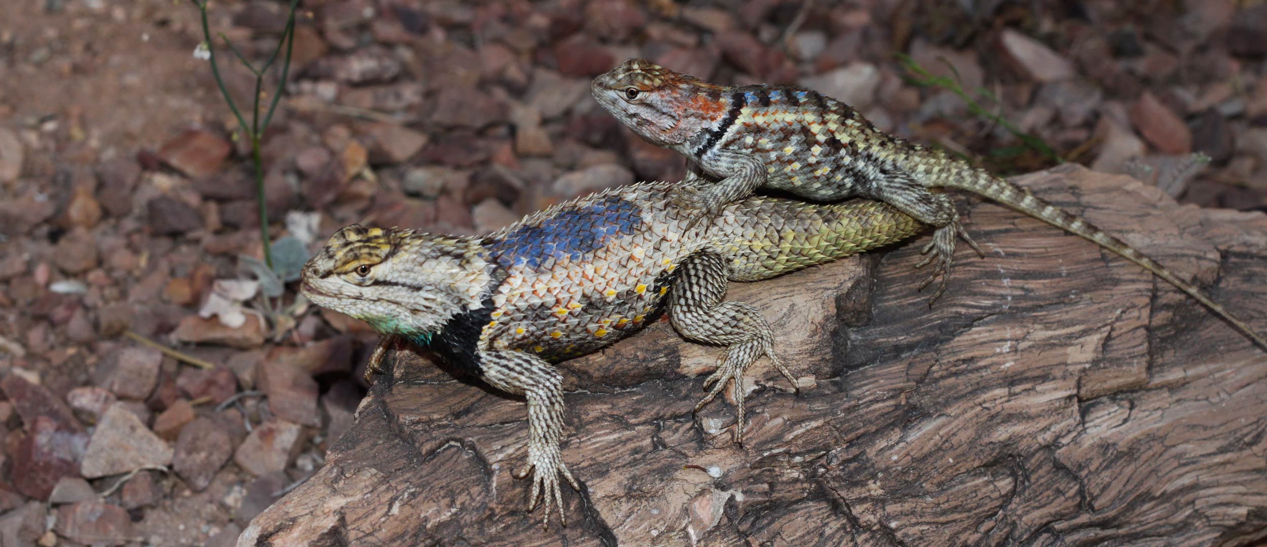 Close up of a male and female desert spiny lizard
