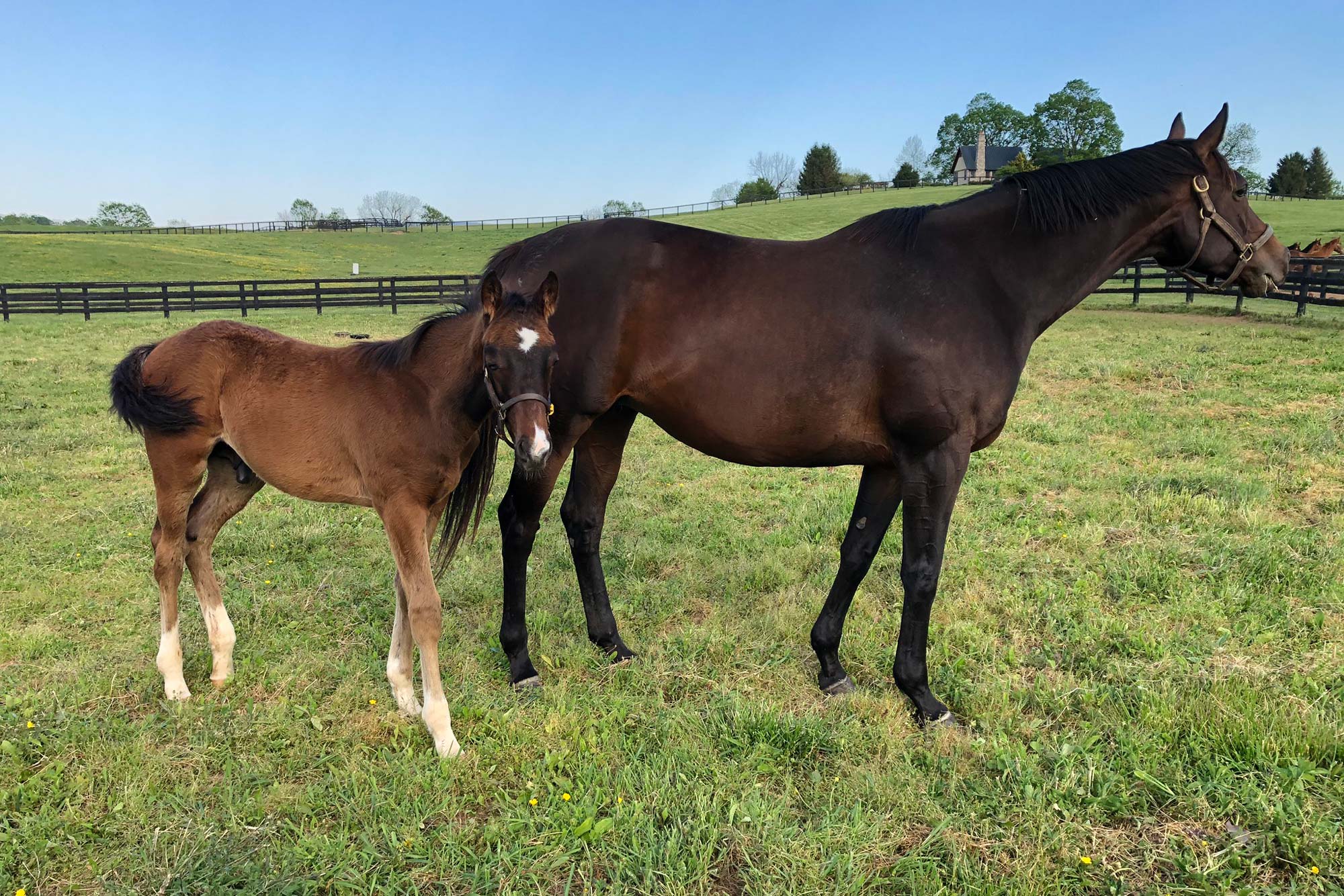 Photo of Queen Caroline and her foal Forte