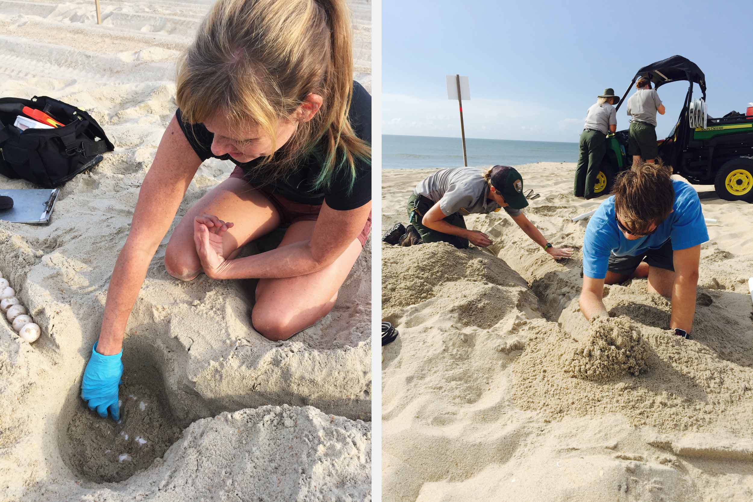 Left: Woman placing eggs into a turtle nest.  Right: two people working in the sand of a turtles nest