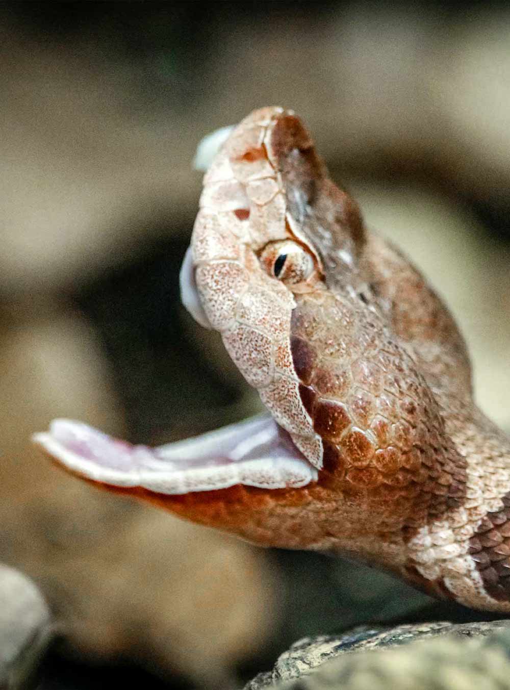 Close up of a copperhead's eye