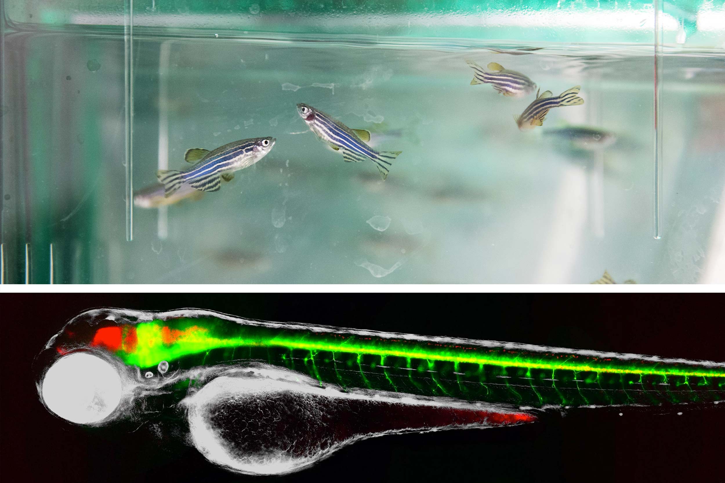 Above, zebrafish swim in a tank, below a zebrafish's spine glows in the dark