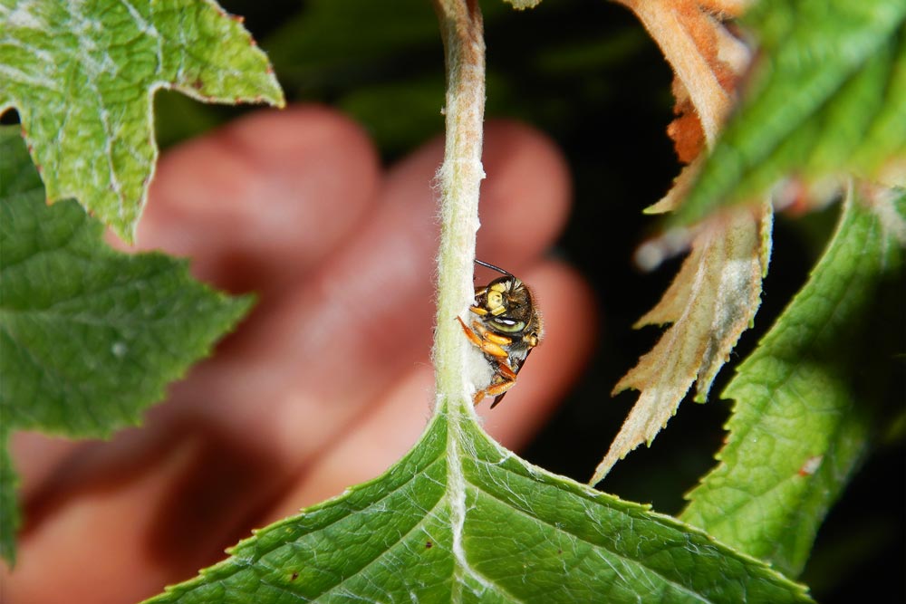 A bee with yellow legs rests on a leaf stem