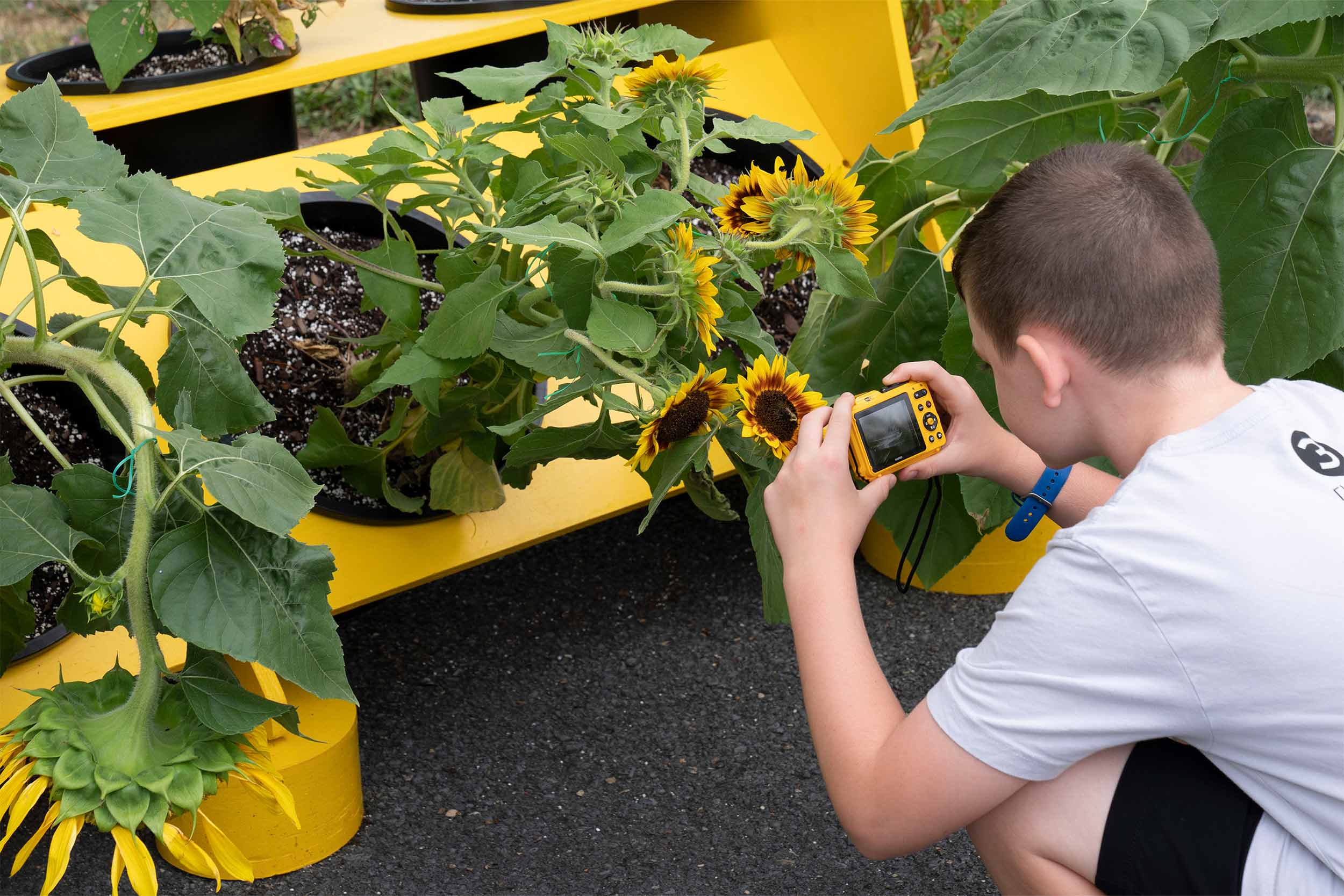 Fifth grader investigating plant