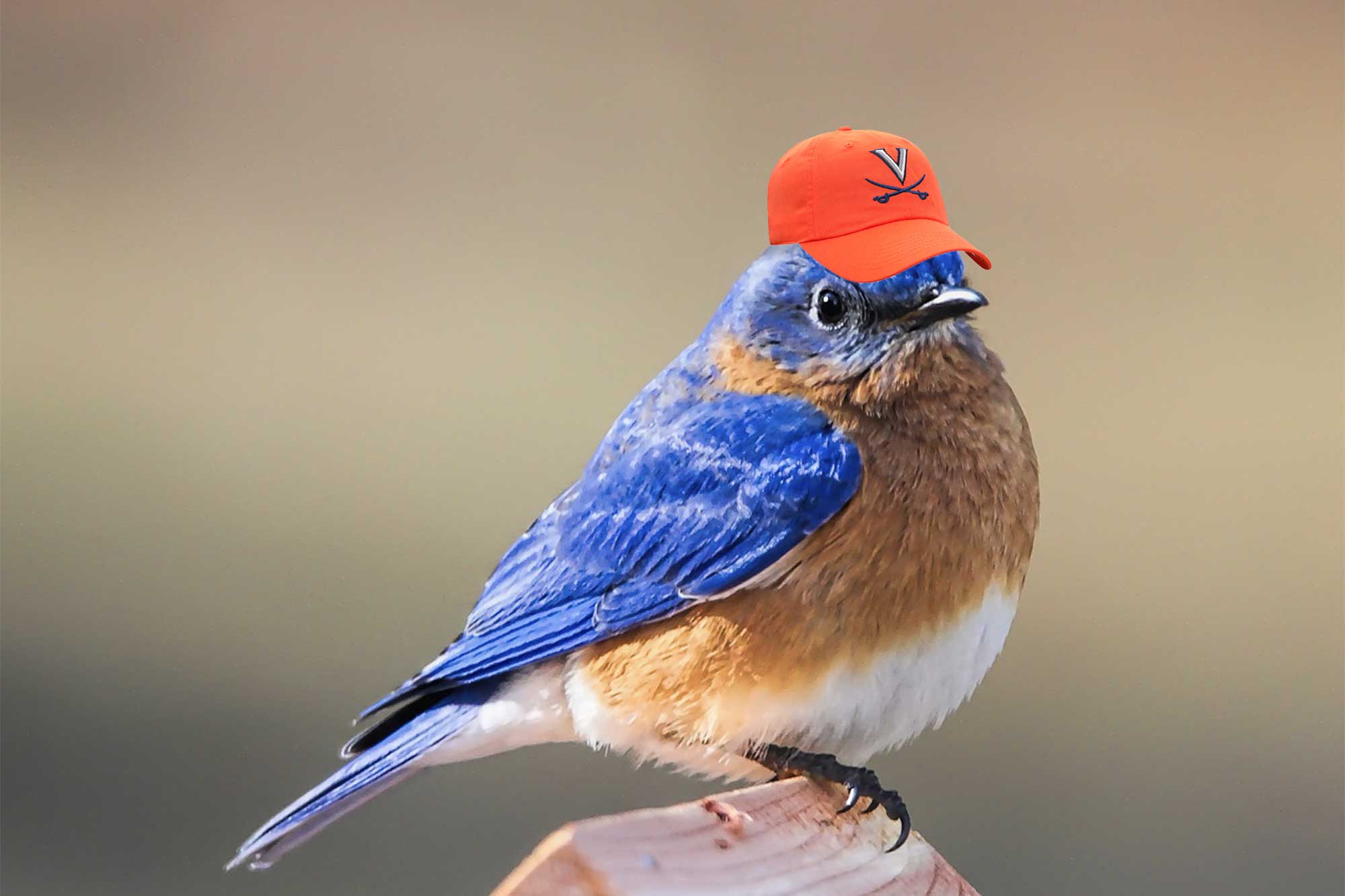 An eastern blue bird wearing an orange UVA hat