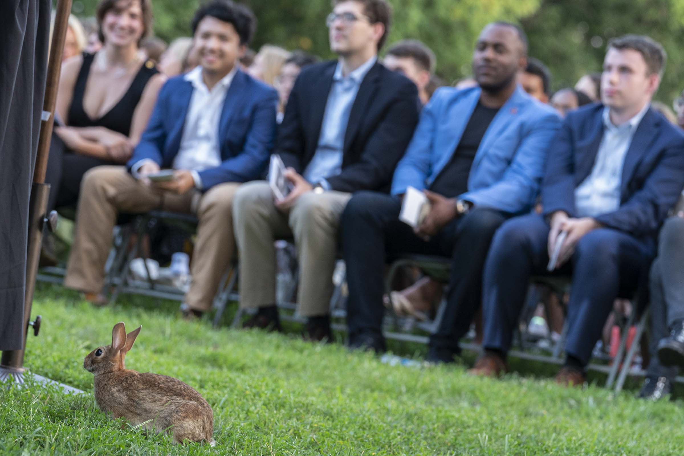 Bunny attending convocation