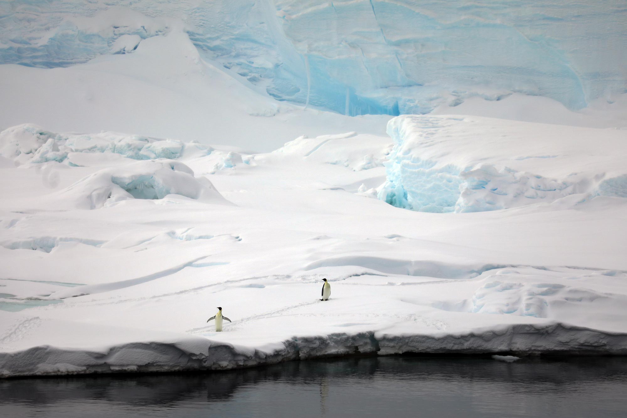 Two emperor penguins walk along the icy edge of a glacier