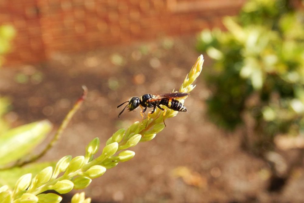 A narrow black bee with yellow markings lands on a plant
