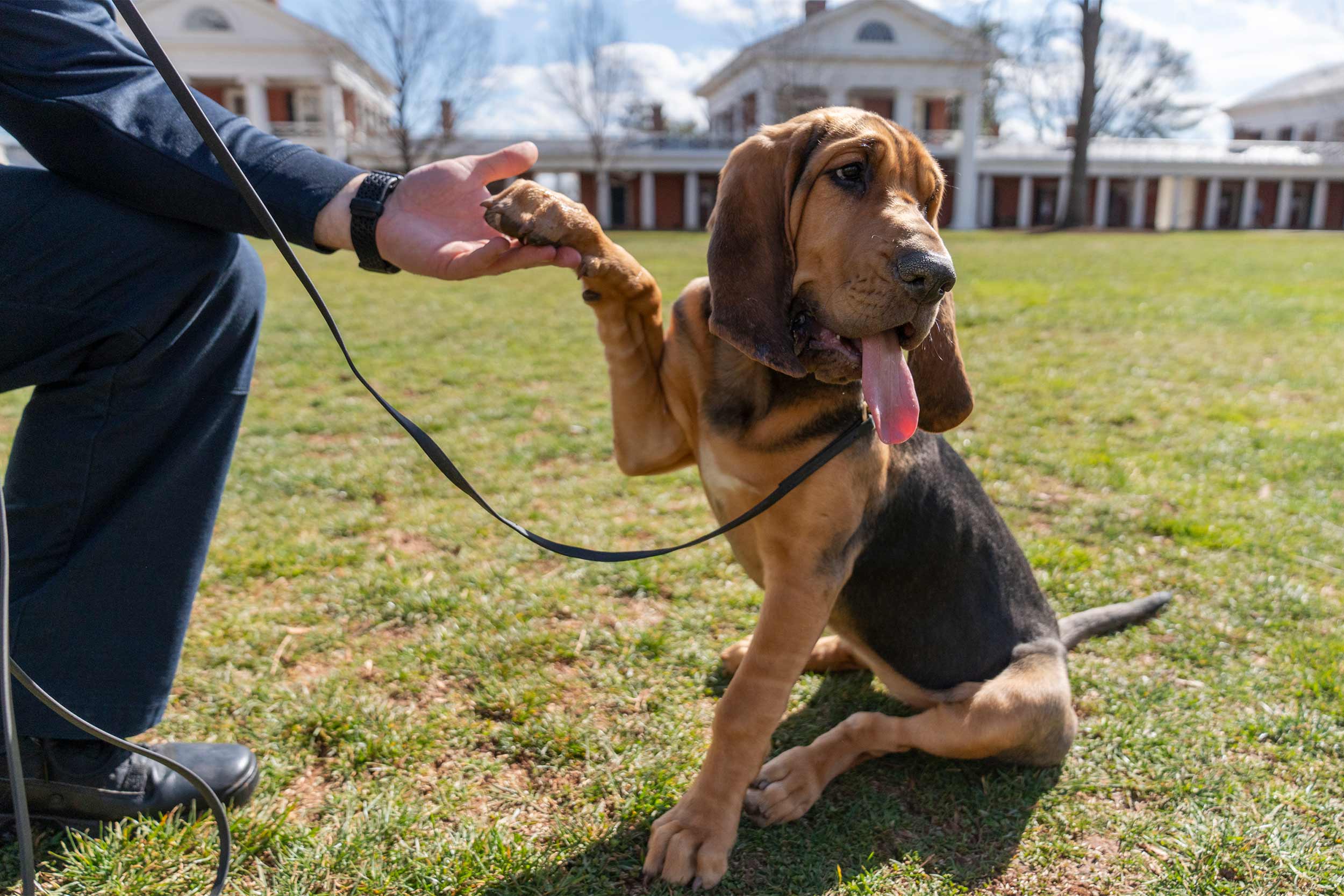 Maggie, the bloodhound, shaking hands with her handler on the Lawn