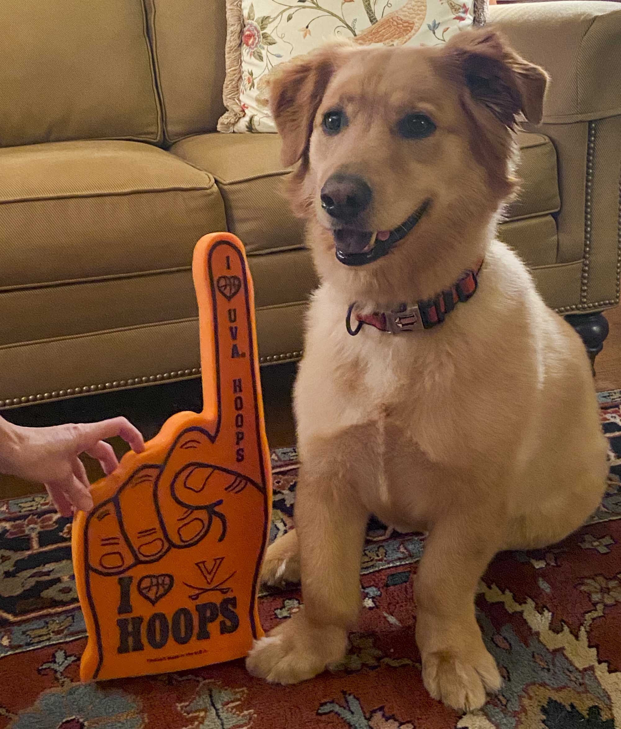 A fuzzy dog with short legs sits next to an orange foam hand