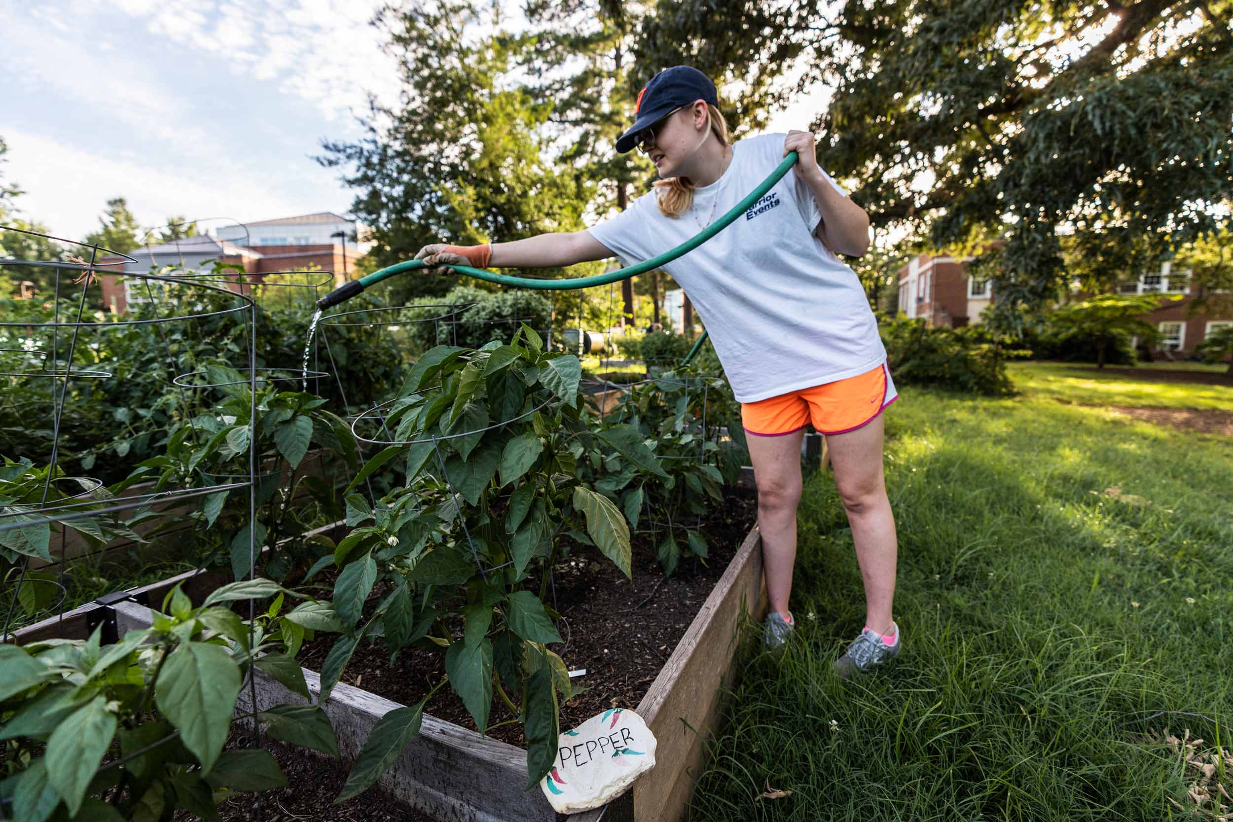 A woman with a garden hose waters a bed of pepper plants.