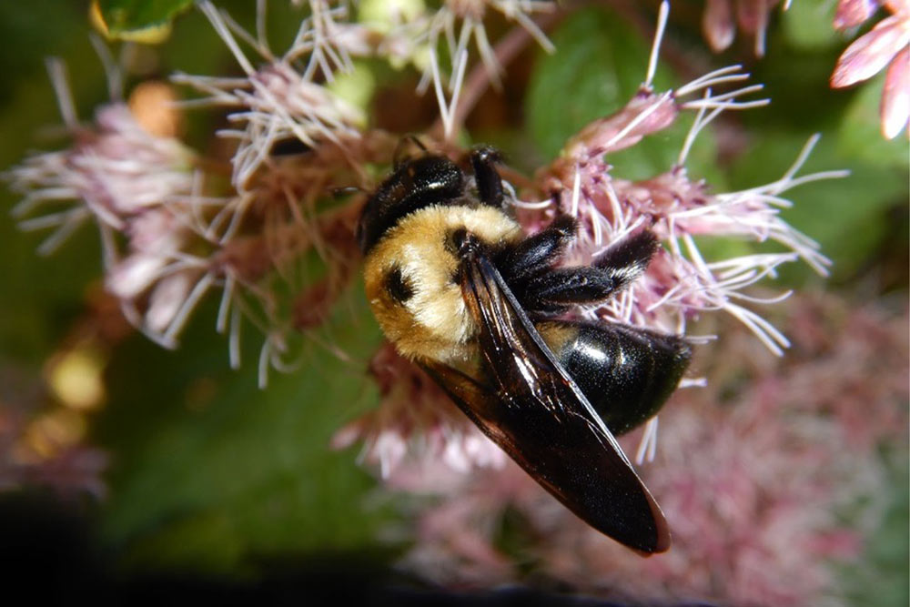 A fuzzy, yellow and black bee pollinates a wispy, pink flower