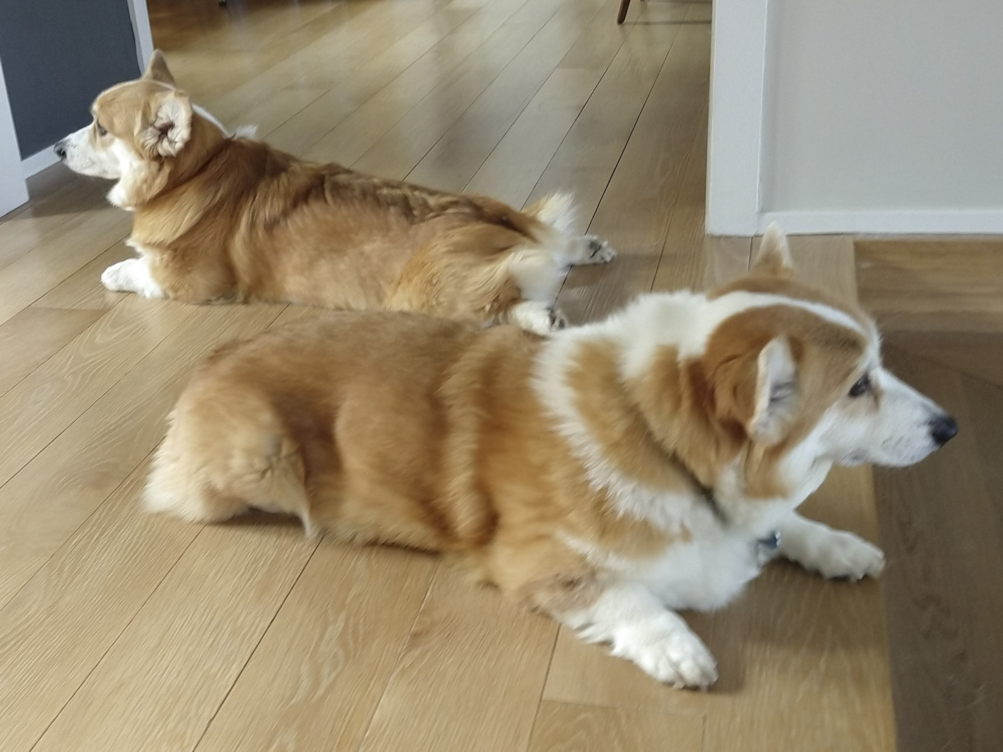 Two corgis laying down on a hardwood floor. One has her legs pointed backward.