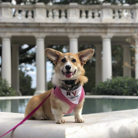 A corgi with a UVA bandana around her neck poses in front of a fountain adjacent to the Rotunda