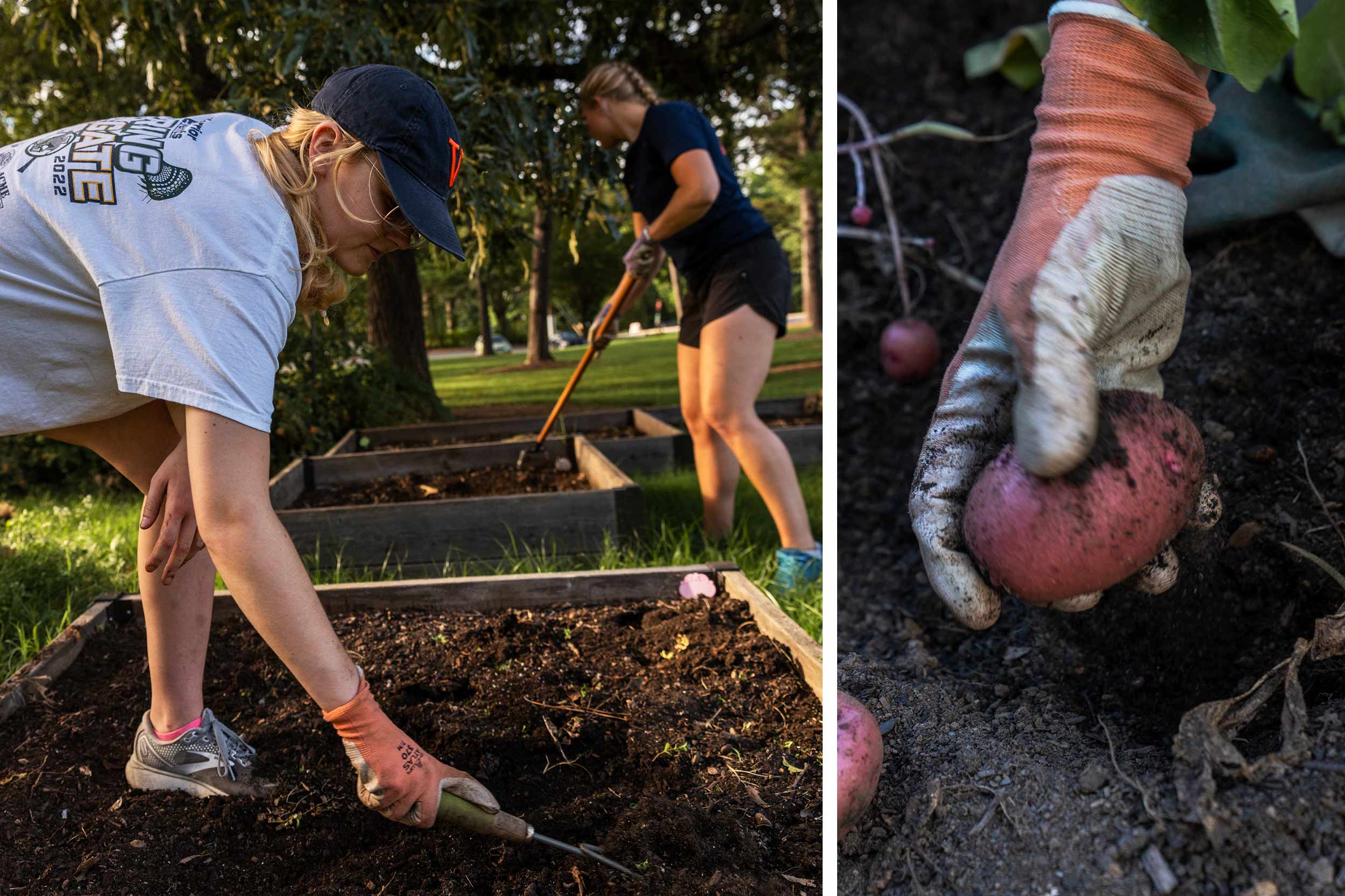 Students use hand tools to loosen dirt in a garden bed, and a hand picks up a potato.