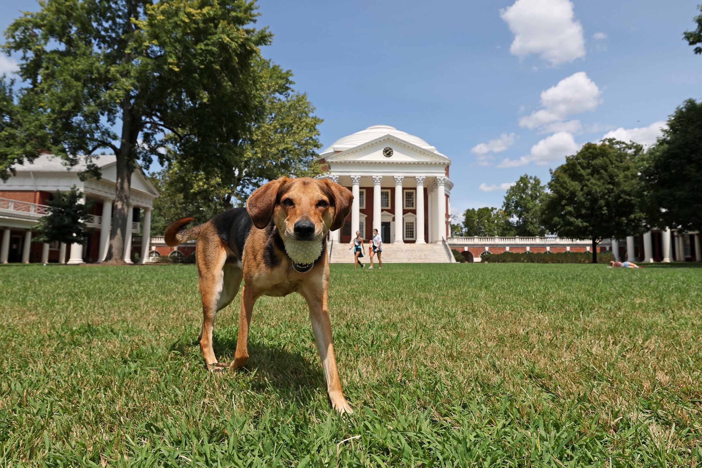 A puppy playing on the Lawn with the Rotunda in the background