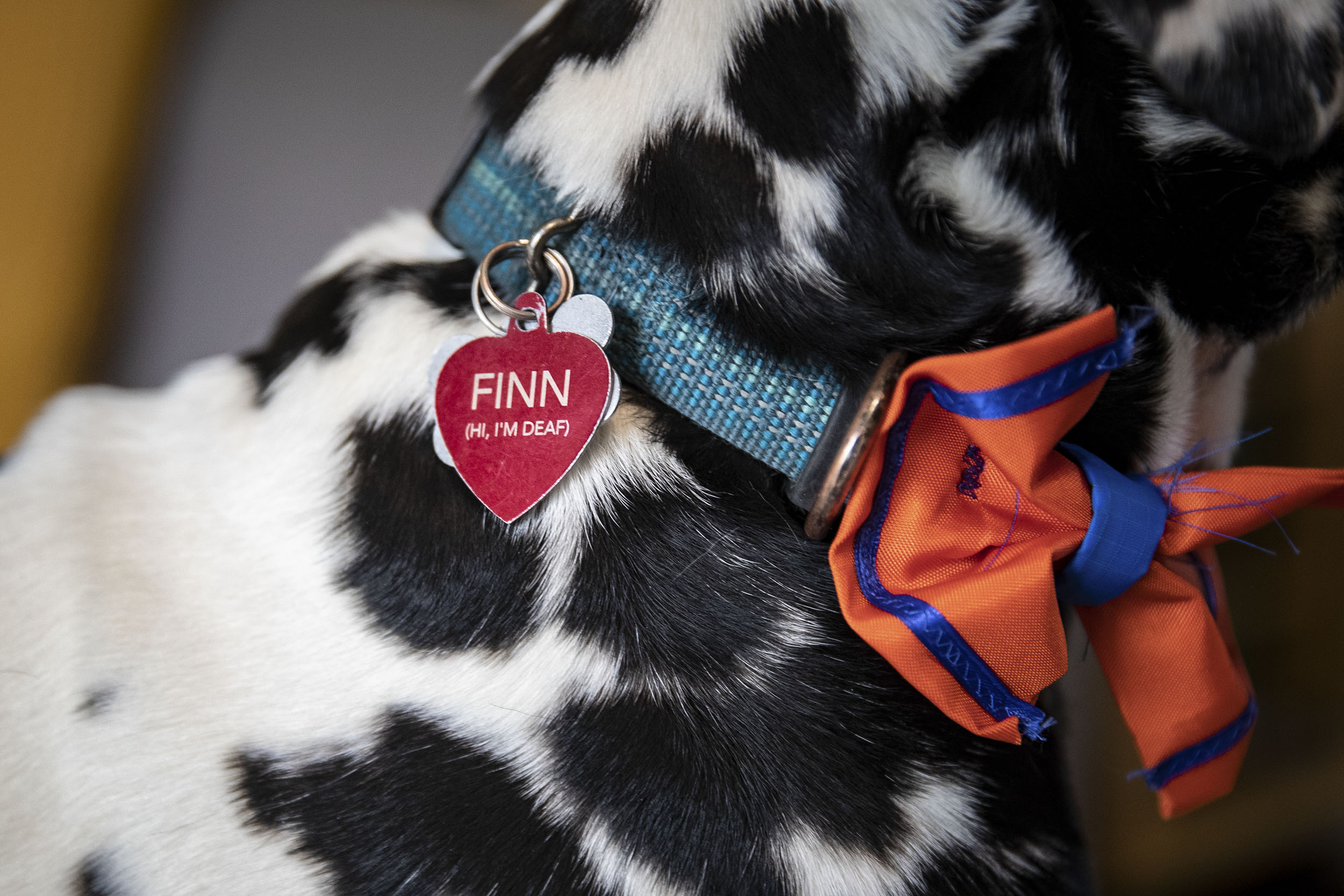 Finn's dog tag that reads Finn (Hi, I'm Deaf)
