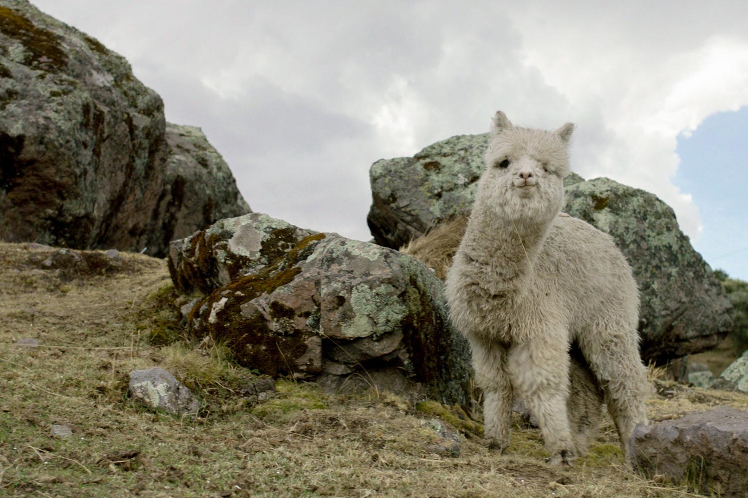 baby alpaca standing between rocks
