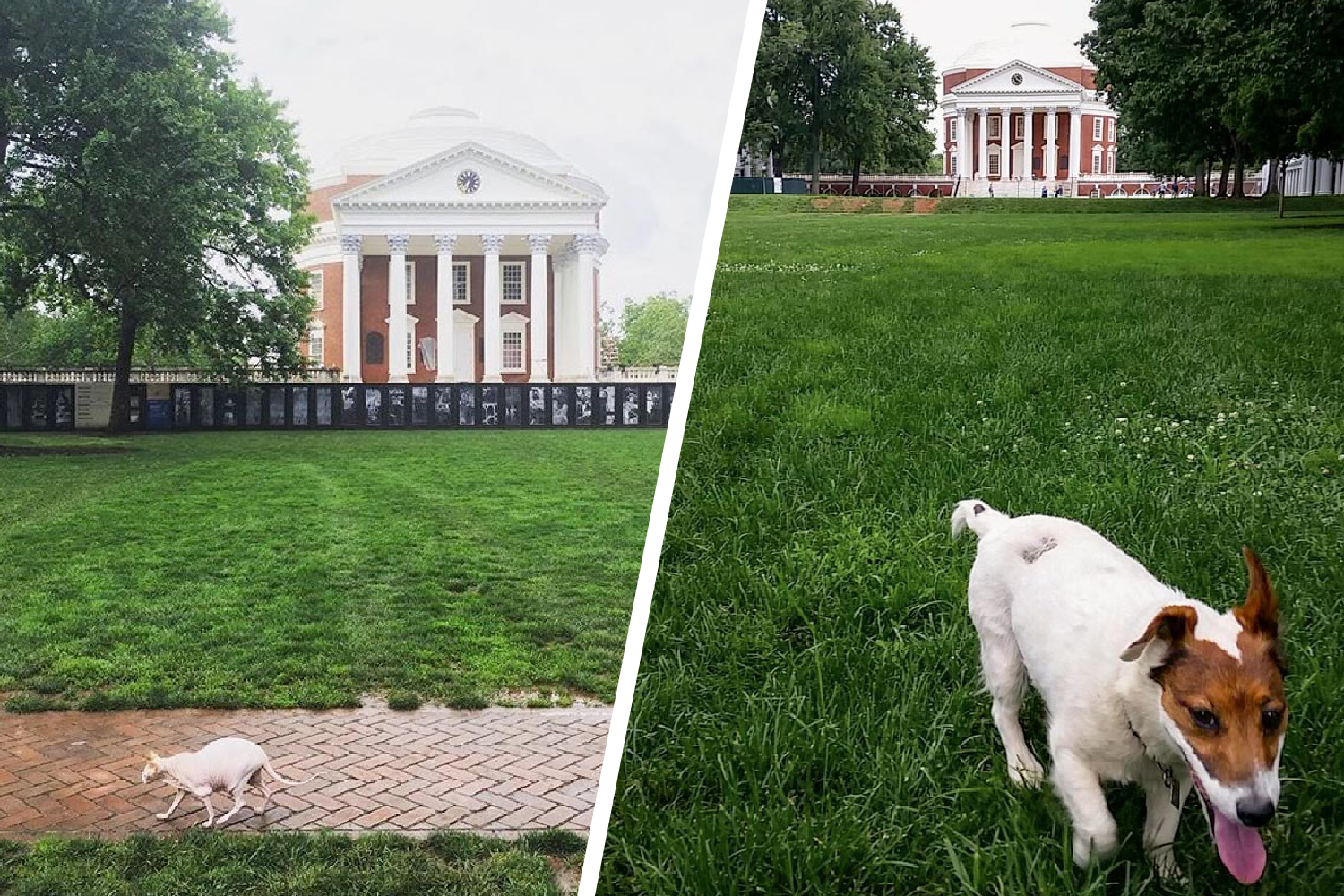 Left: Cat walking on the Lawn Sidewalk Right:  a dog running on the grass of the Lawn