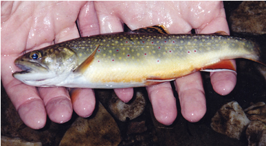 Brook Trout in the palm of a persons hand