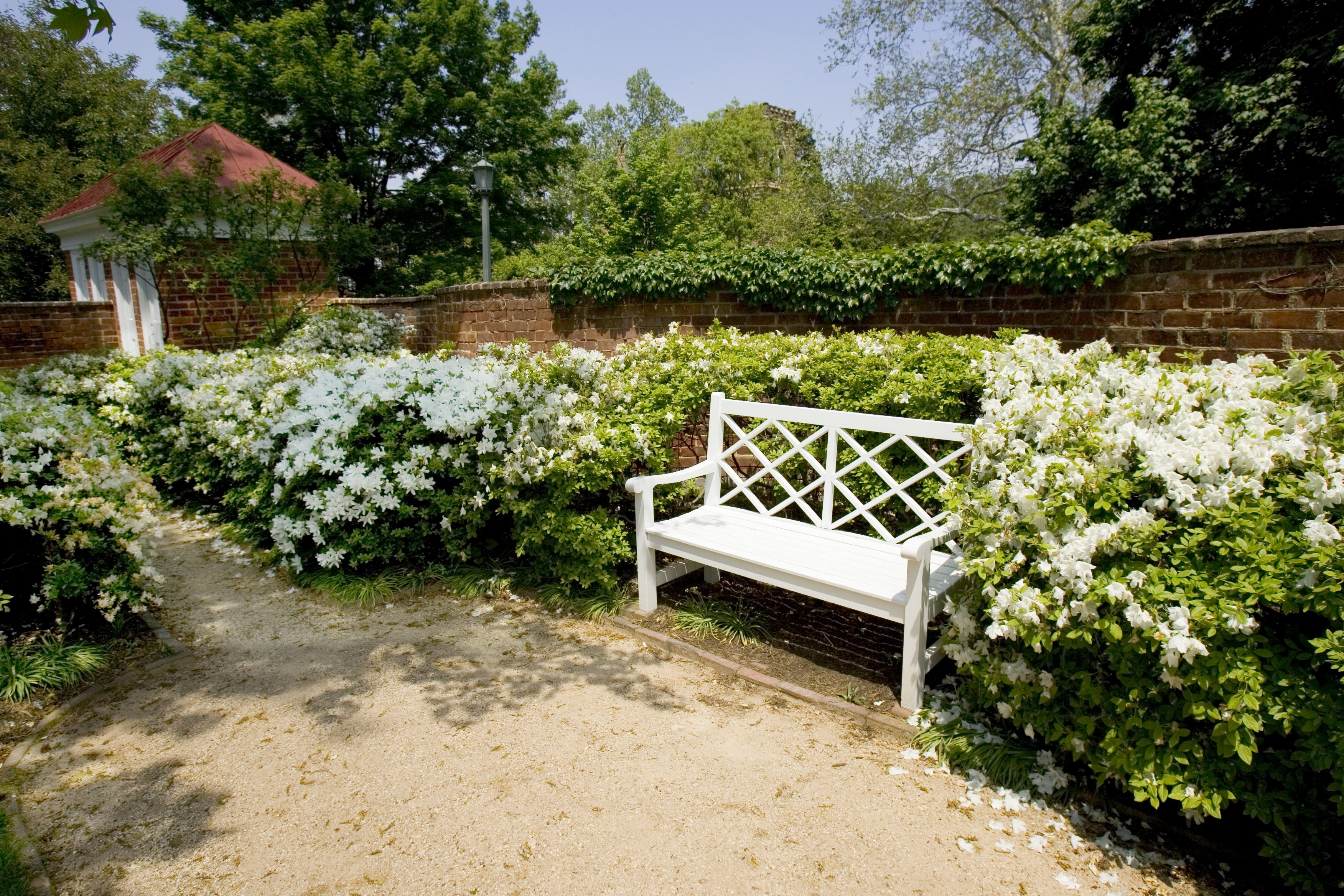 White bench surrounded by green bushes with white flowers